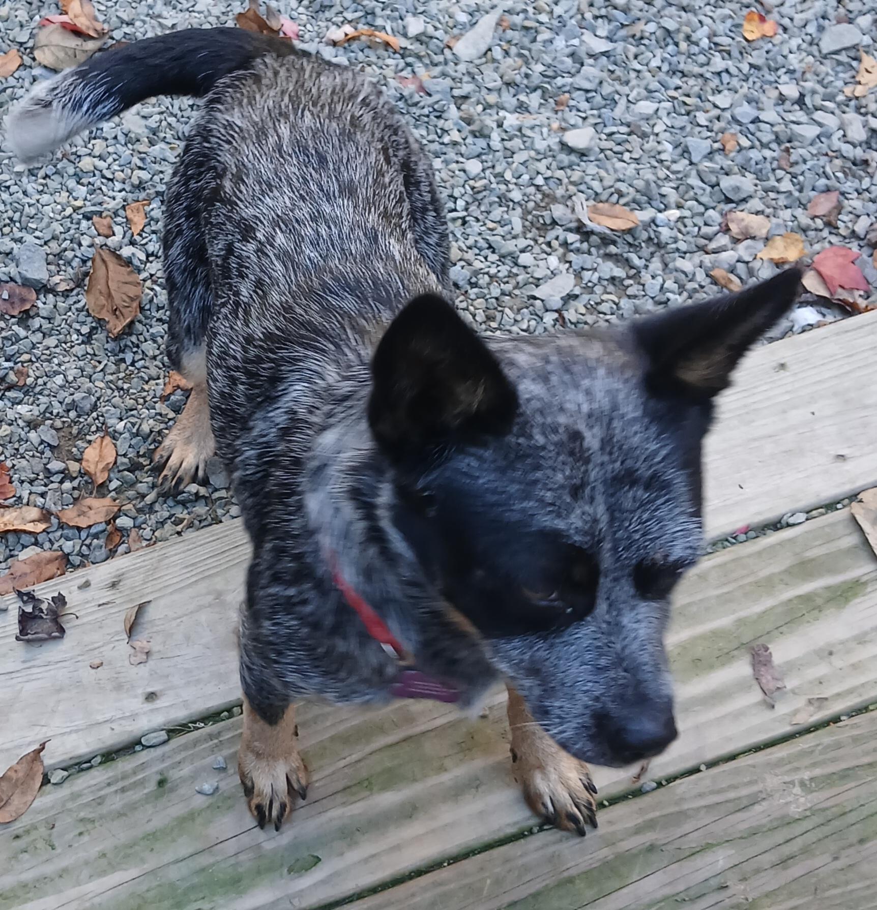 Enlarge Molly, a Adoptable mixed breed in Gardiner, NY image 3/3