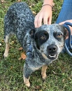Enlarge Molly, a Adoptable mixed breed in Gardiner, NY image 1/3