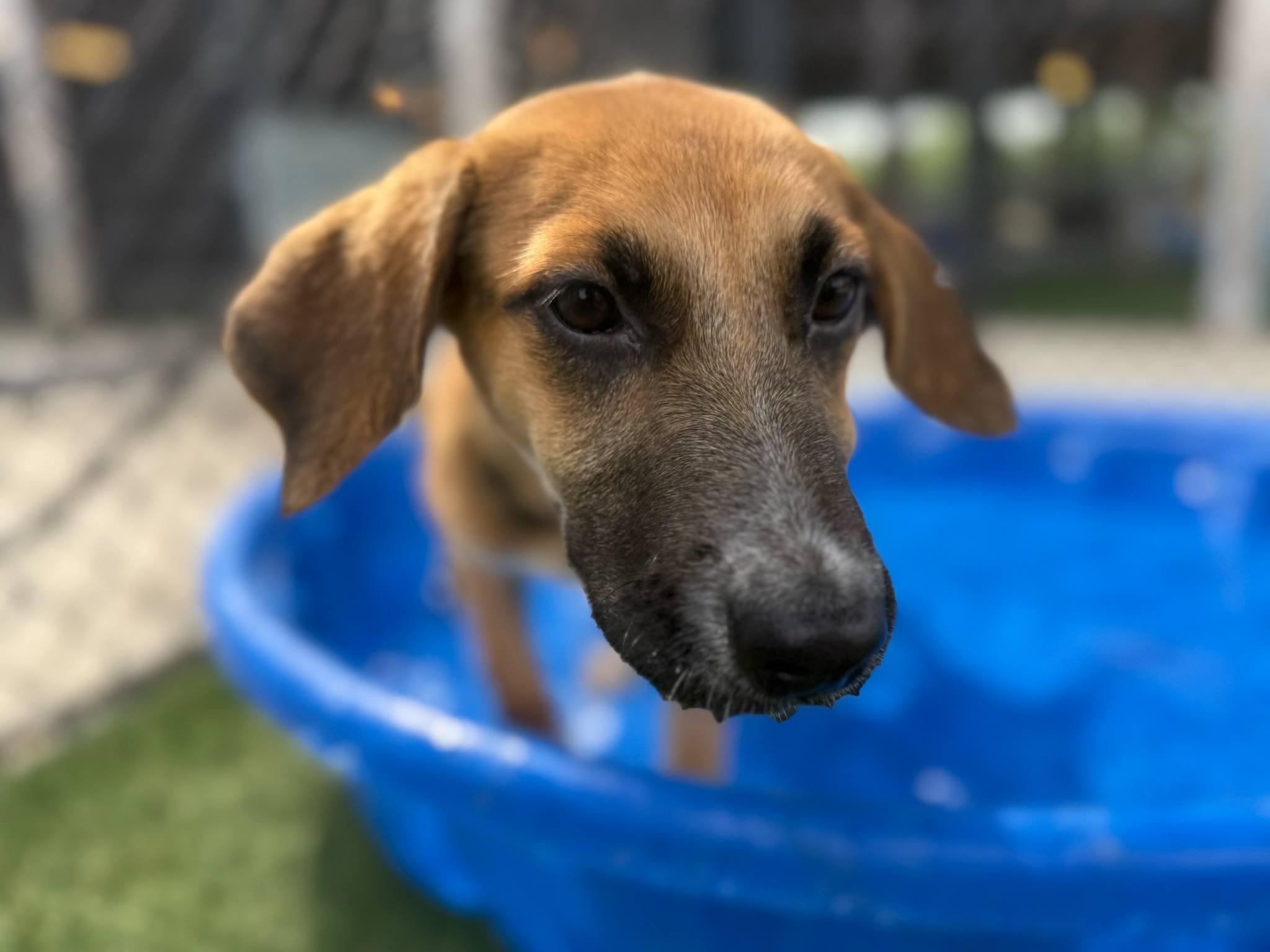 Raddish, Adoptable, Puppy Female Beagle.