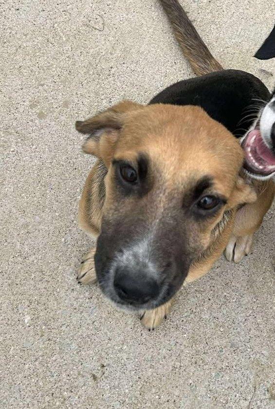 Raddish, a Adoptable mixed breed in Richmond, KY image 2/6