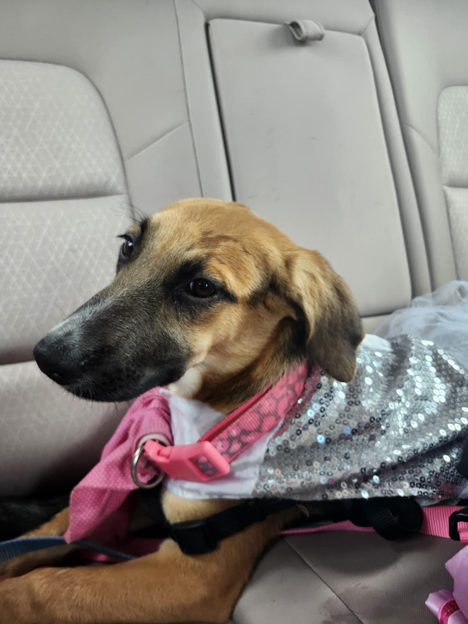 Raddish, a Adoptable mixed breed in Richmond, KY image 3/6