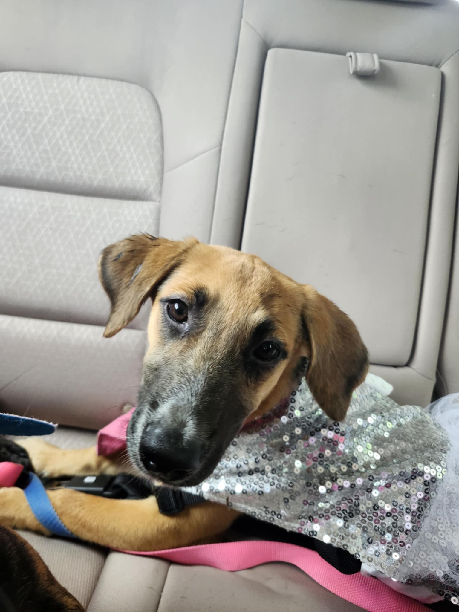 Raddish, a Adoptable mixed breed in Richmond, KY image 4/6