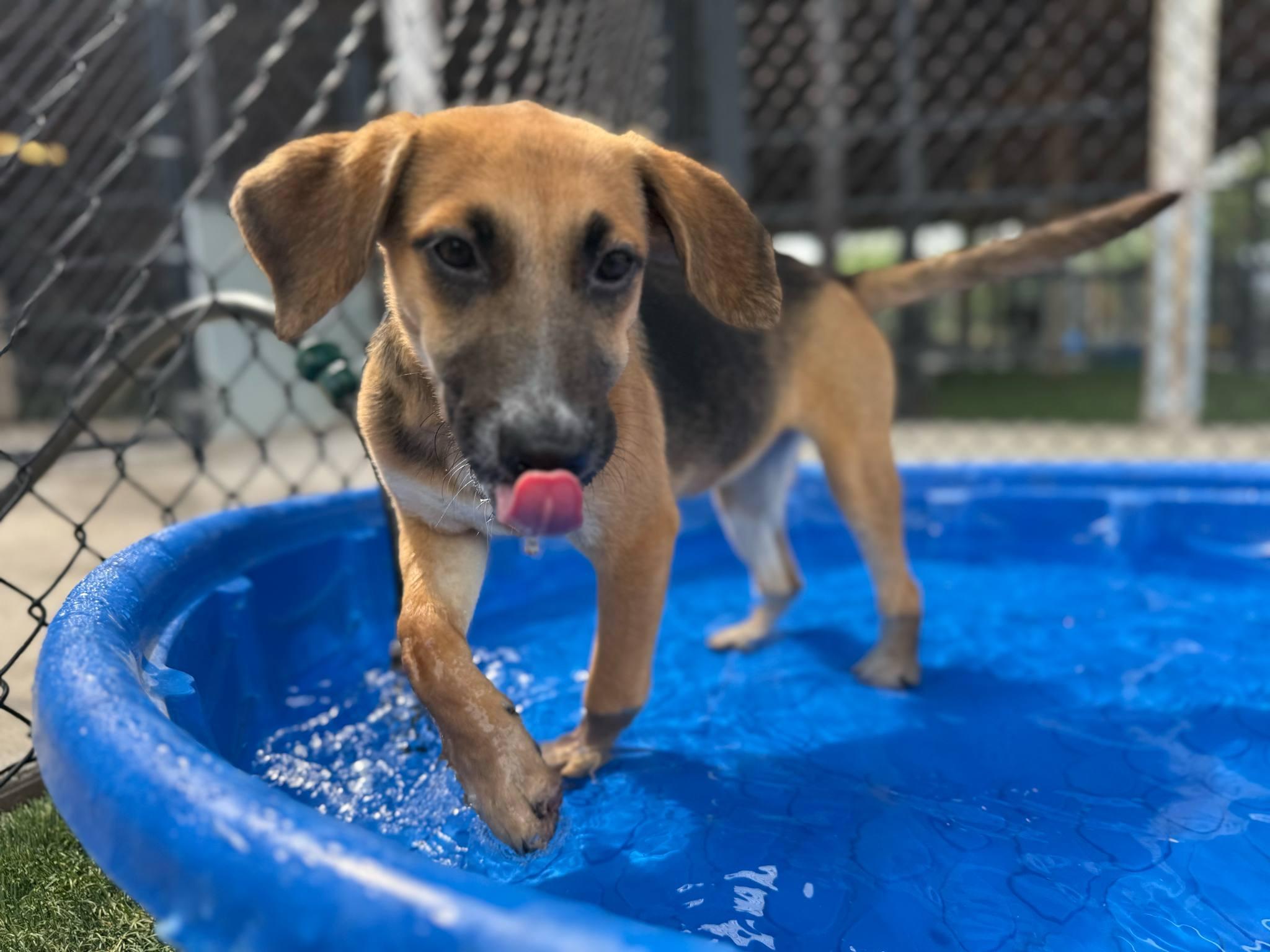 Raddish, a Adoptable mixed breed in Richmond, KY image 5/6