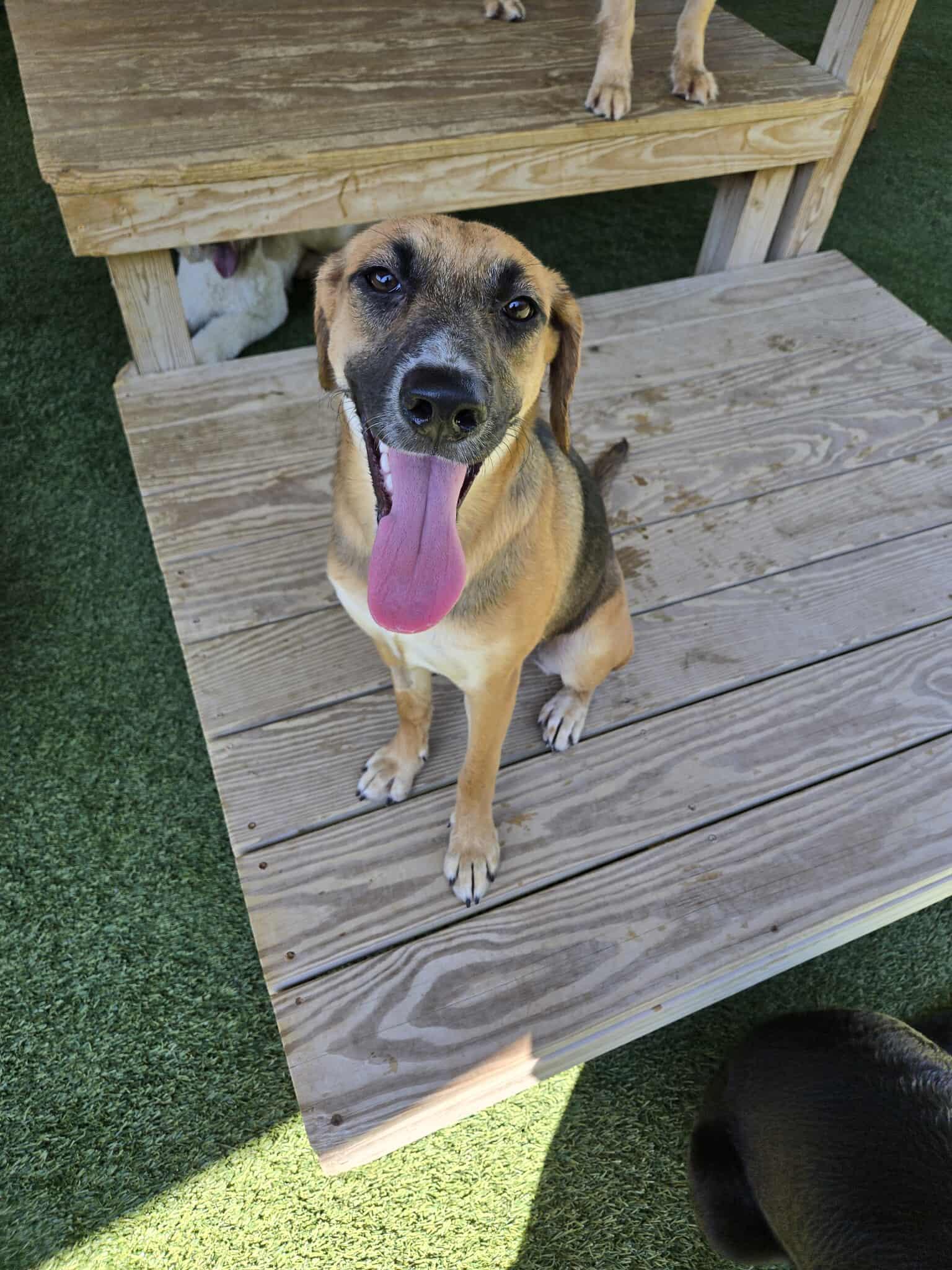 Raddish, a Adoptable mixed breed in Richmond, KY image 6/6