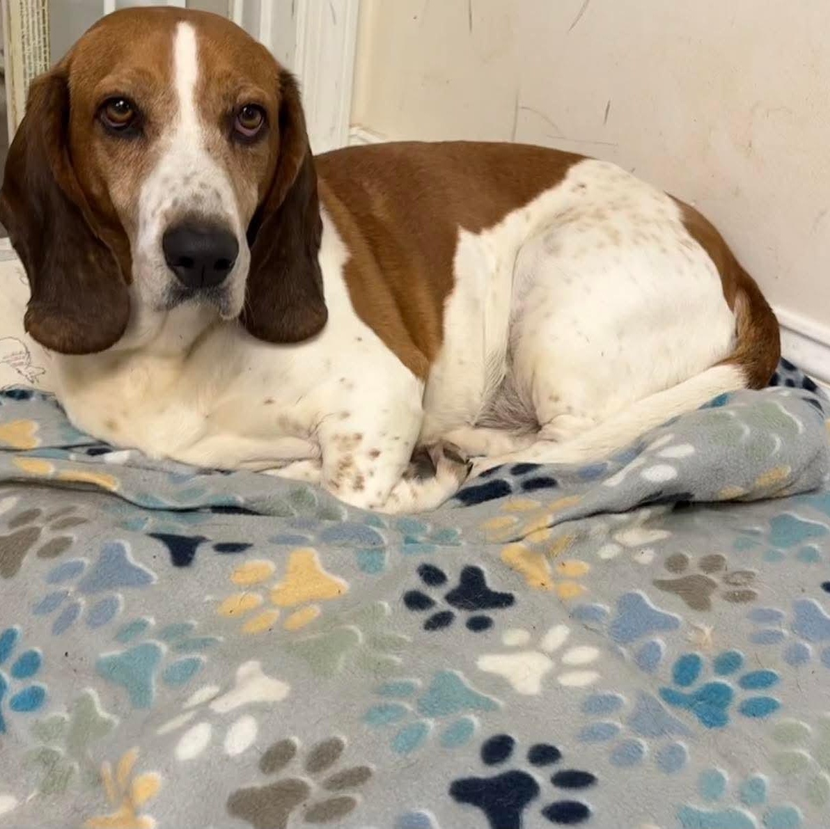 Cletus, a Adoptable Basset Hound in Knoxville, TN image 3/5