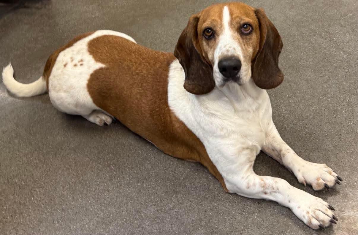 Cletus, a Adoptable Basset Hound in Knoxville, TN image 4/5
