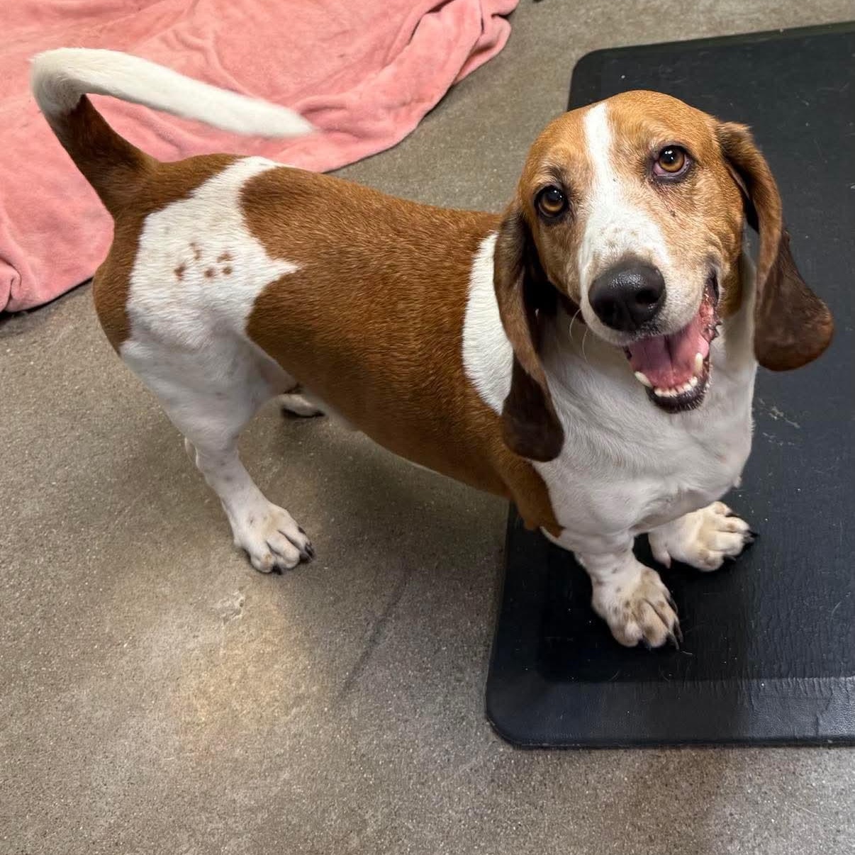 Cletus, a Adoptable Basset Hound in Knoxville, TN image 5/5
