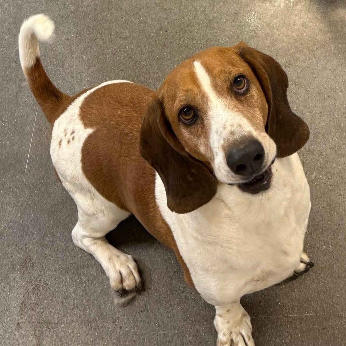 Cletus, a Adoptable Basset Hound in Knoxville, TN image 1/5