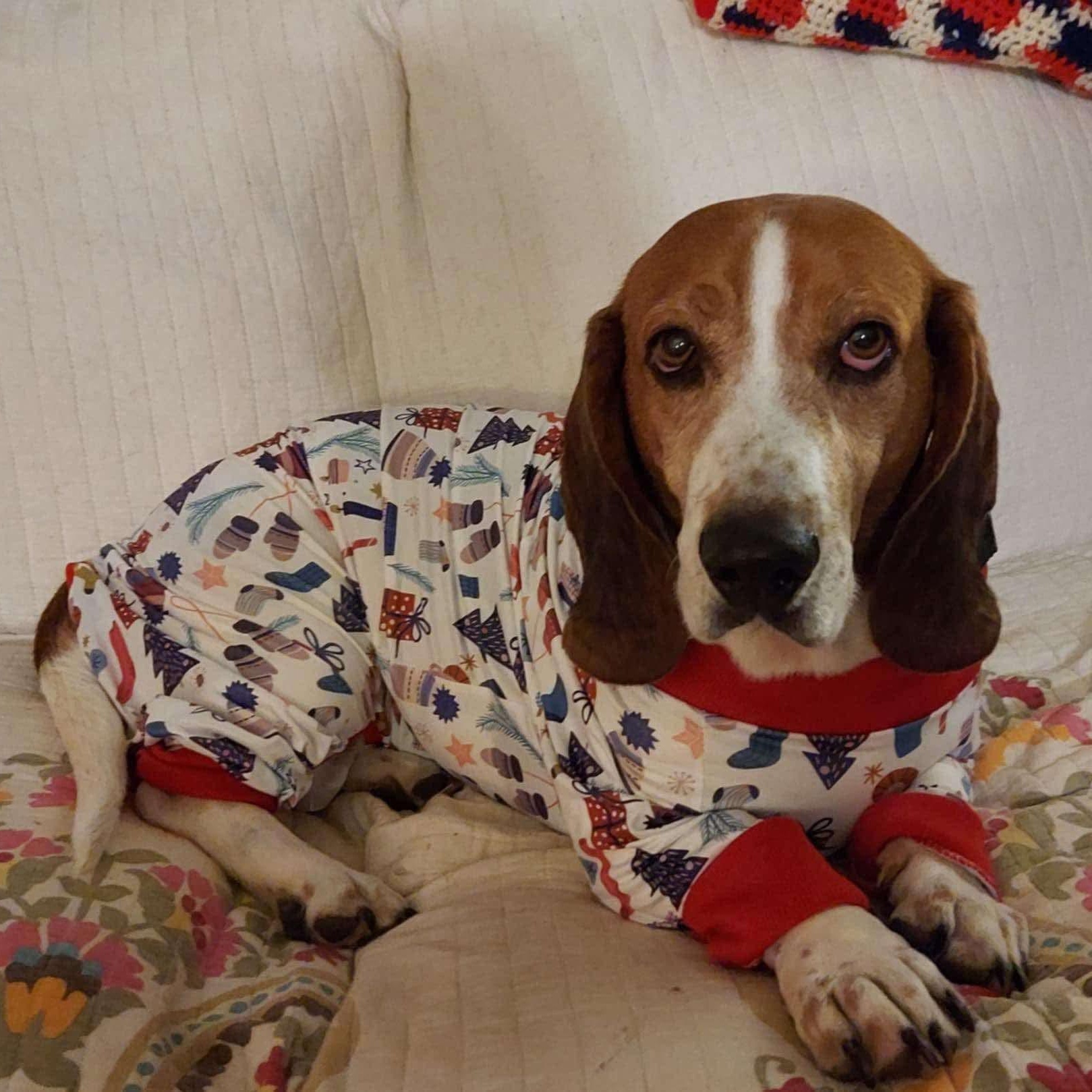 Cletus, a Adoptable Basset Hound in Knoxville, TN image 2/5