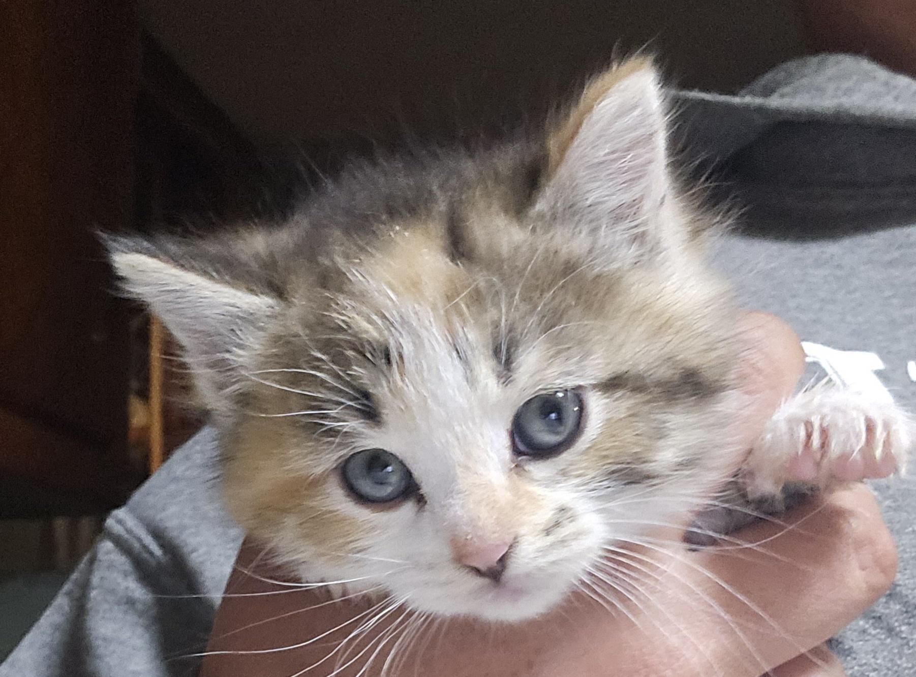 Enlarge Lulu, an adopted Domestic Medium Hair in Keokuk, IA image 1/1