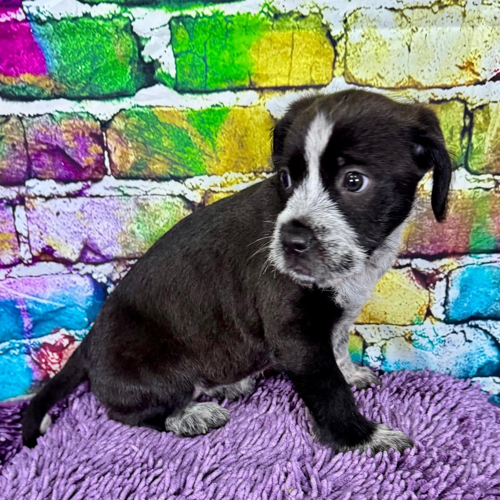 Uniqua, adopted, Puppy Female Poodle & Mixed Breed.