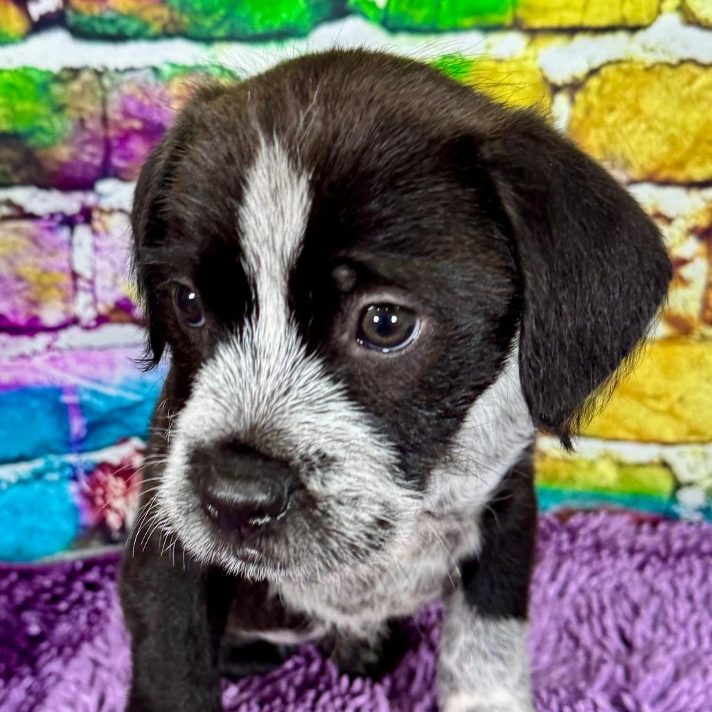 Enlarge Uniqua, an adopted mixed breed in Franklin, NC image 2/6