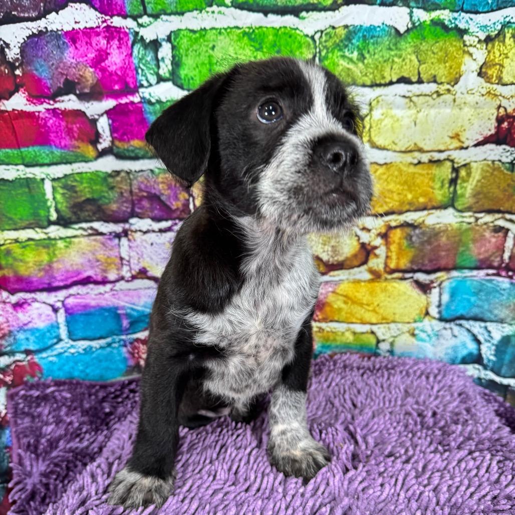 Enlarge Uniqua, an adopted mixed breed in Franklin, NC image 4/6