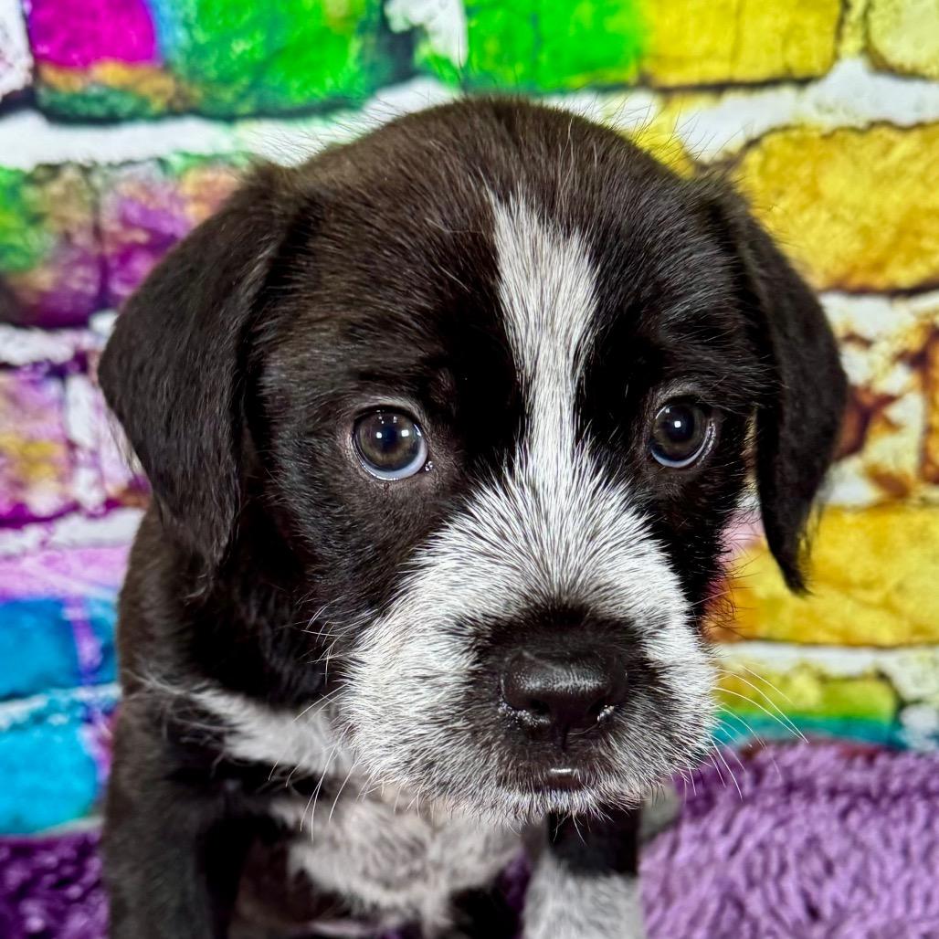 Enlarge Uniqua, an adopted mixed breed in Franklin, NC image 5/6