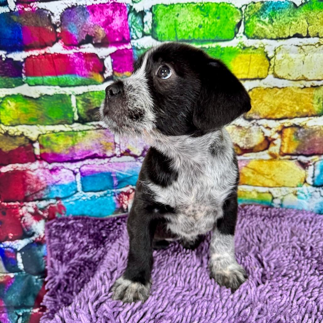 Enlarge Uniqua, an adopted mixed breed in Franklin, NC image 6/6