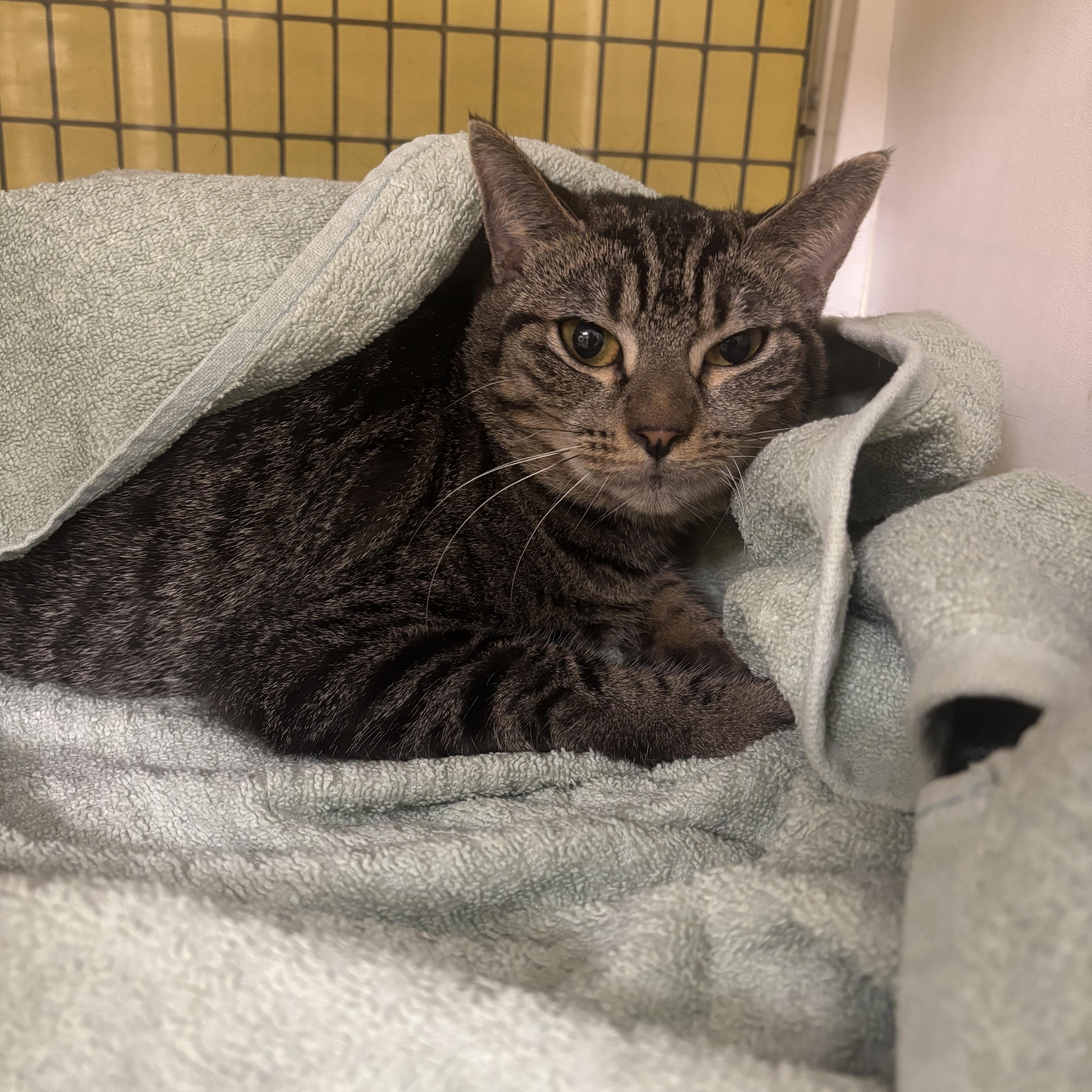 Phoebe, Adoptable, Adult Female Domestic Short Hair.