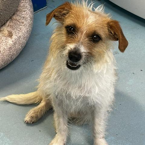 Jackie Russell, Adoptable, Adult Female Mixed Breed.