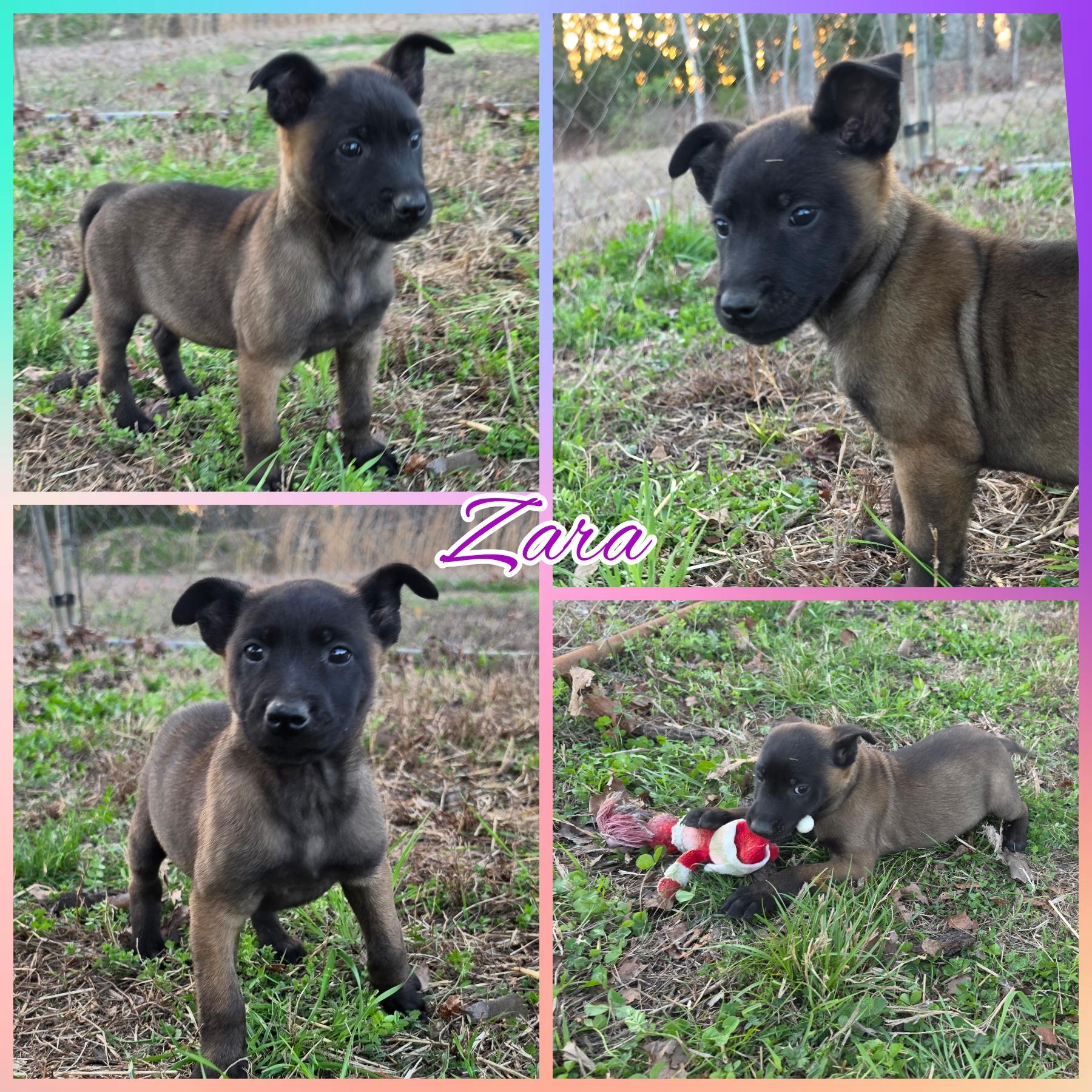 Enlarge Zara, an adopted mixed breed in Blacksburg, SC image 1/2