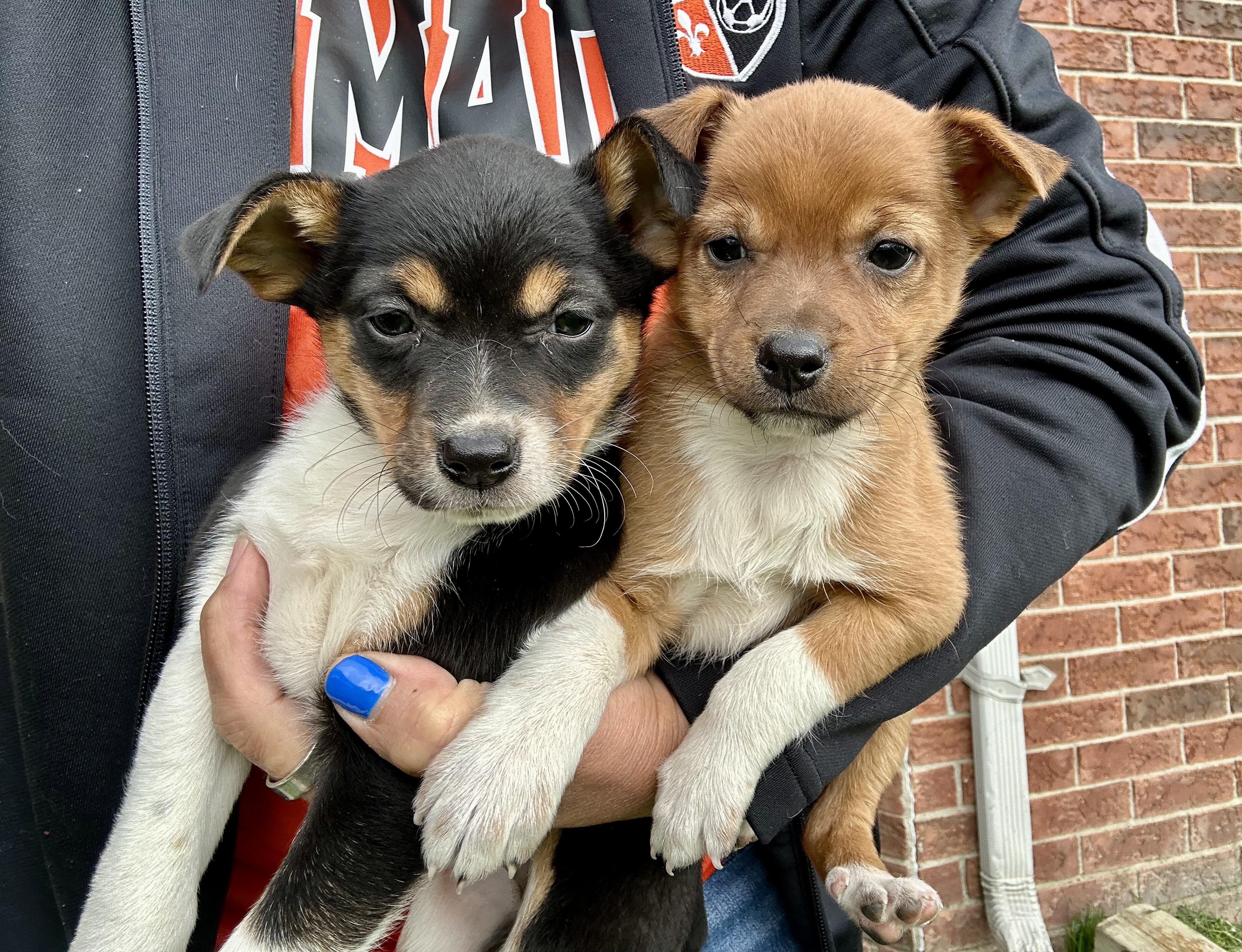 Enlarge Finn and Pinto , a ADOPTABLE mixed breed in Armada, MI image 4/6