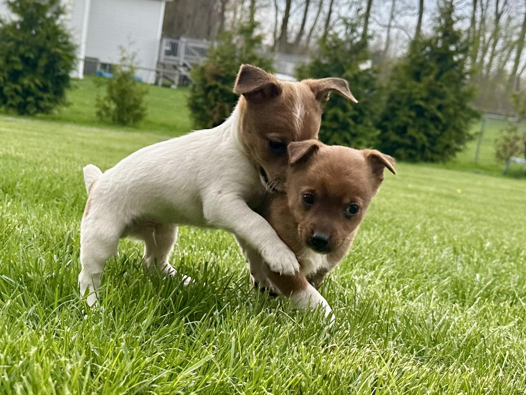Enlarge Finn and Pinto , a ADOPTABLE mixed breed in Armada, MI image 5/6