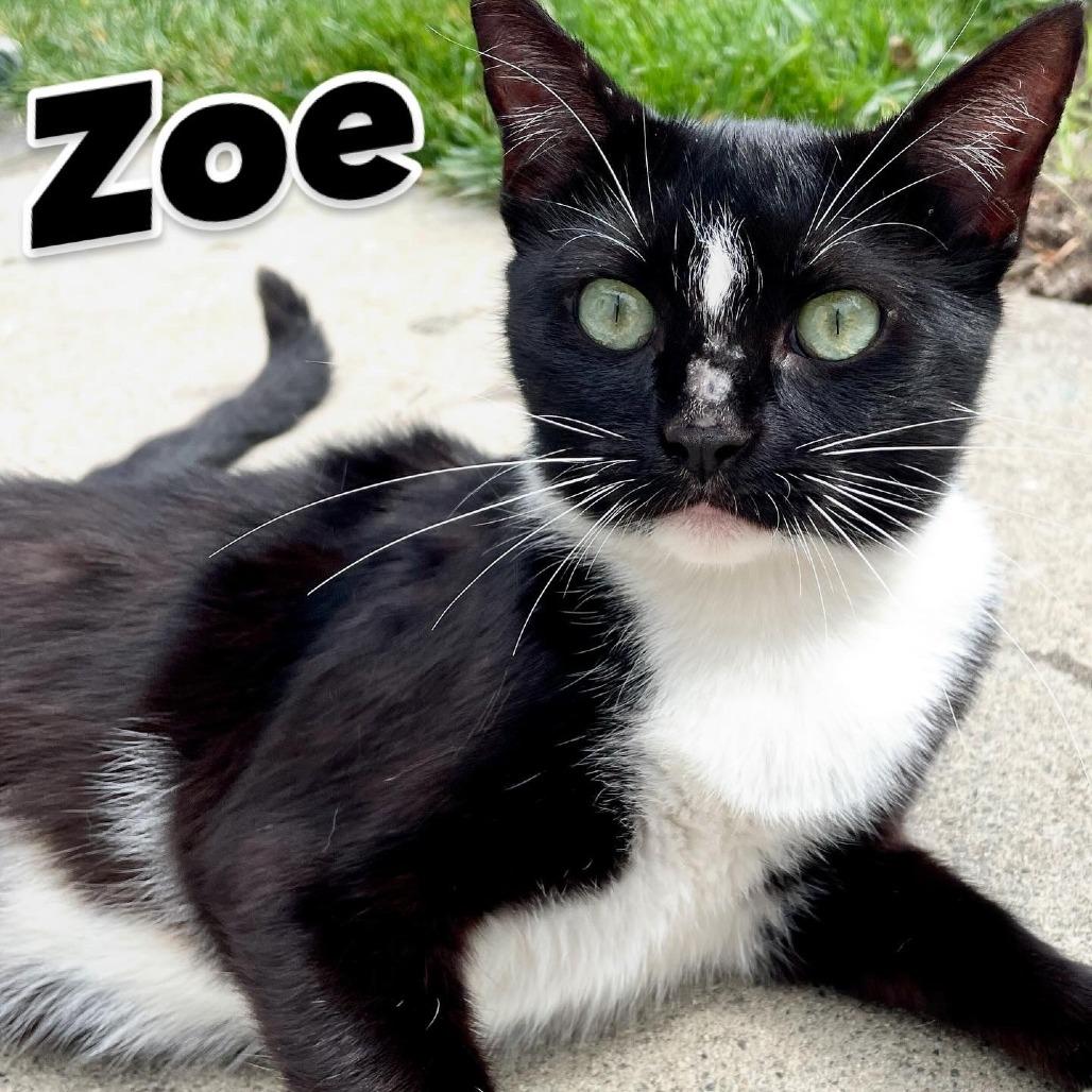 Zoe, Adoptable, Adult Female Domestic Short Hair.