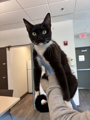 Enlarge Teddy, a Adoptable mixed breed in Palm Coast, FL image 1/1