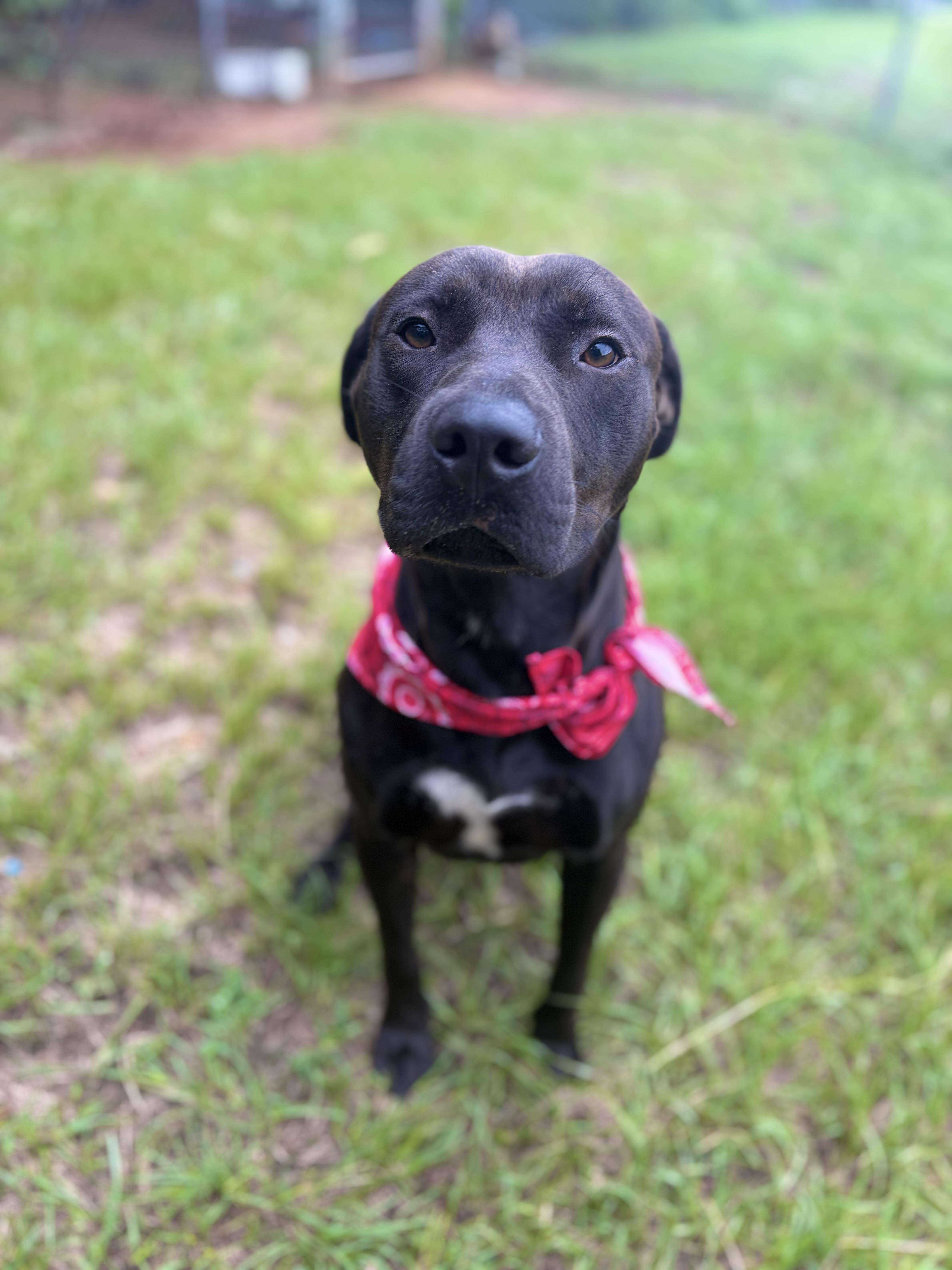 Enlarge Diggie Smalls, a ADOPTABLE Mixed Breed in Winnsboro, SC image 3/6