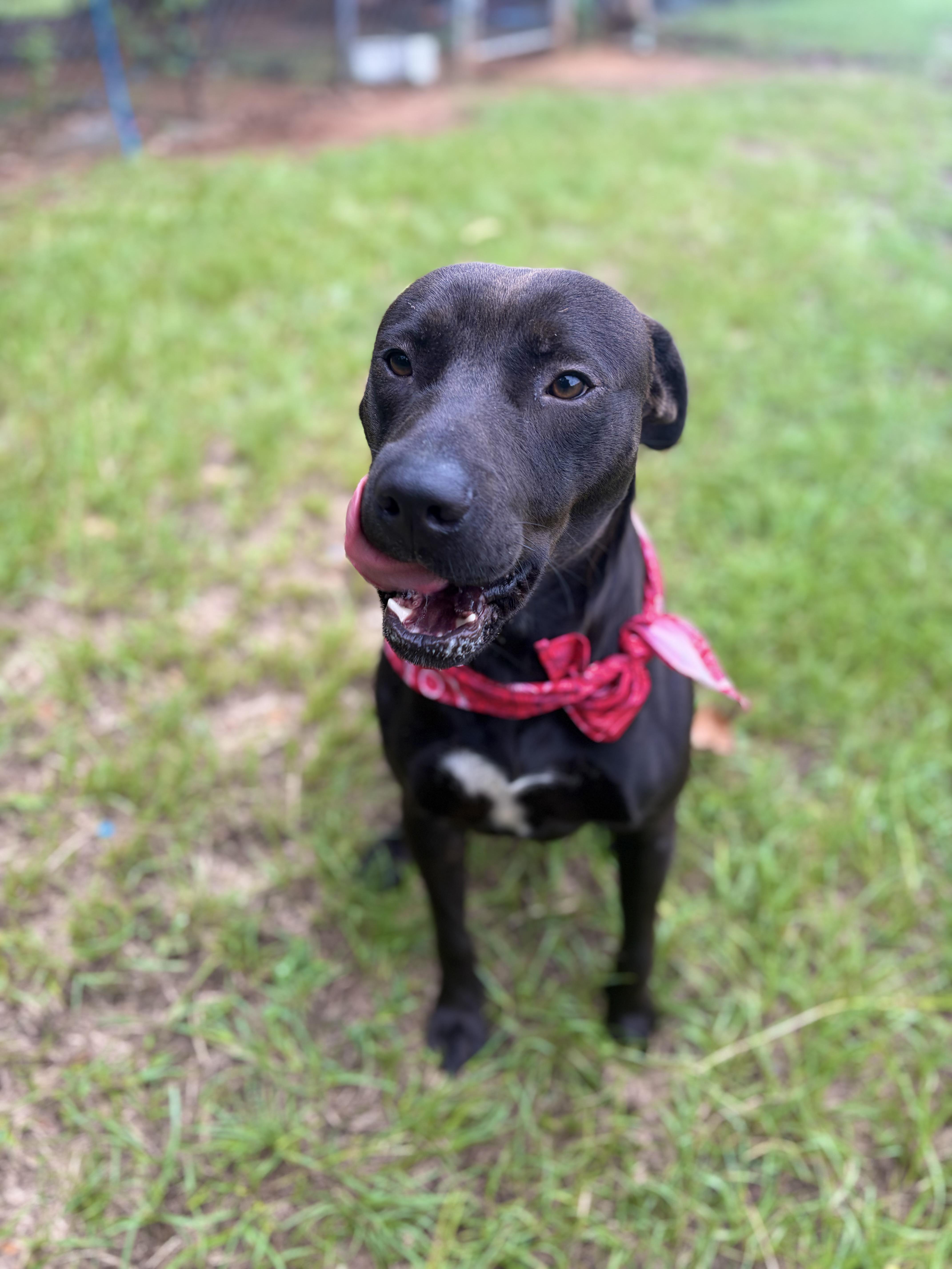 Enlarge Diggie Smalls, a ADOPTABLE Mixed Breed in Winnsboro, SC image 5/6