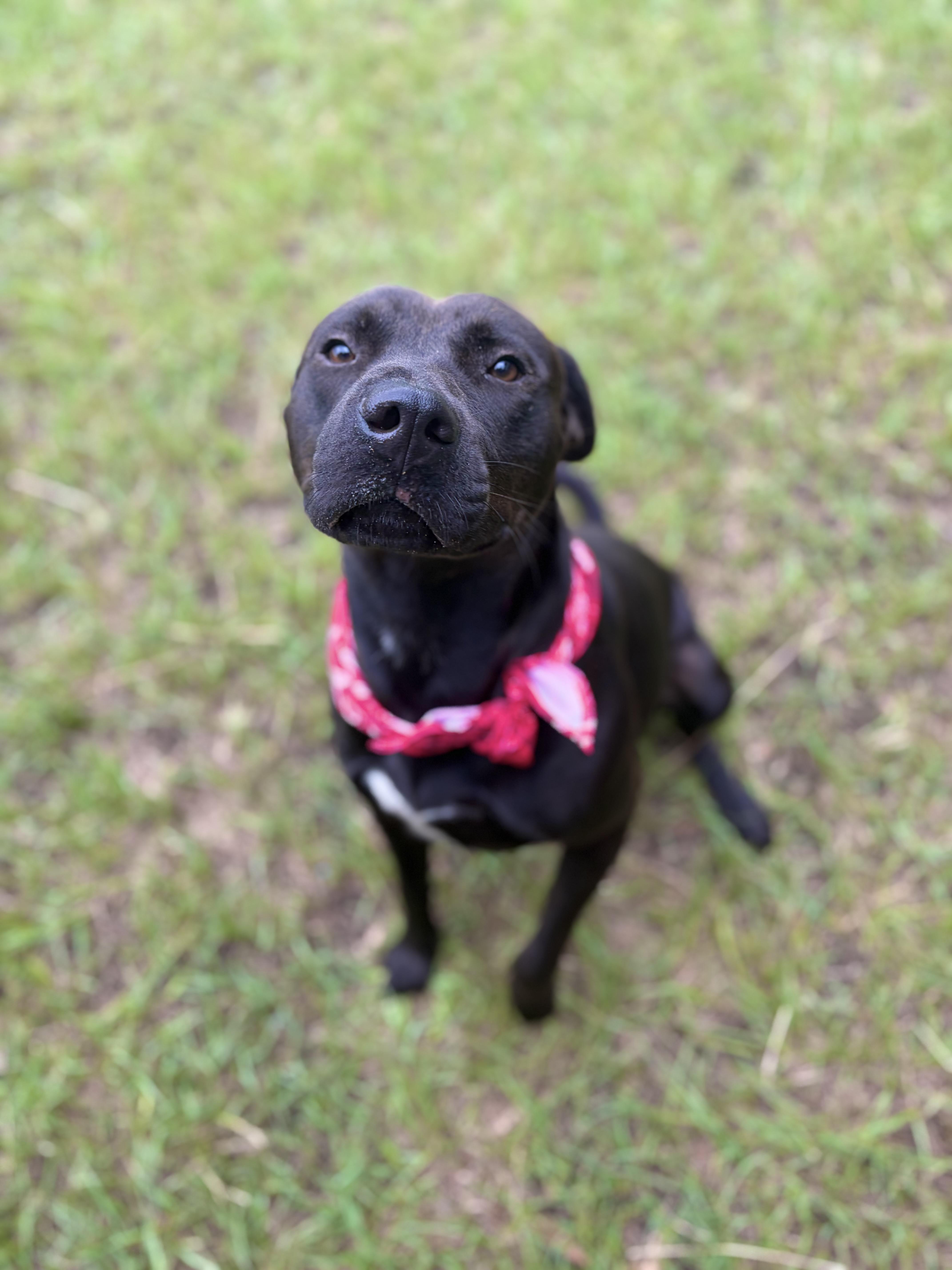 Enlarge Diggie Smalls, a ADOPTABLE Mixed Breed in Winnsboro, SC image 6/6