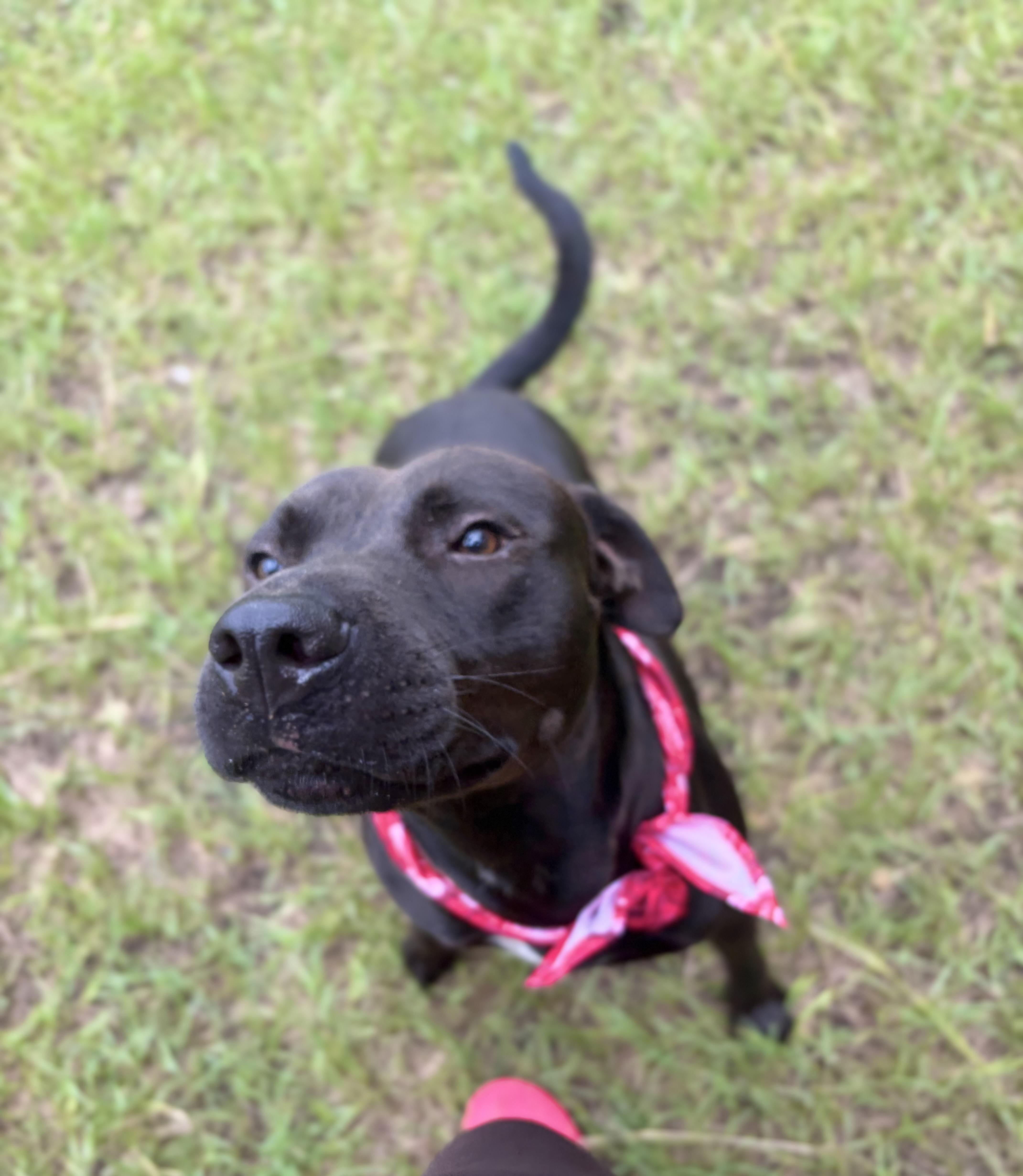 Enlarge Diggie Smalls, a ADOPTABLE Mixed Breed in Winnsboro, SC image 4/6