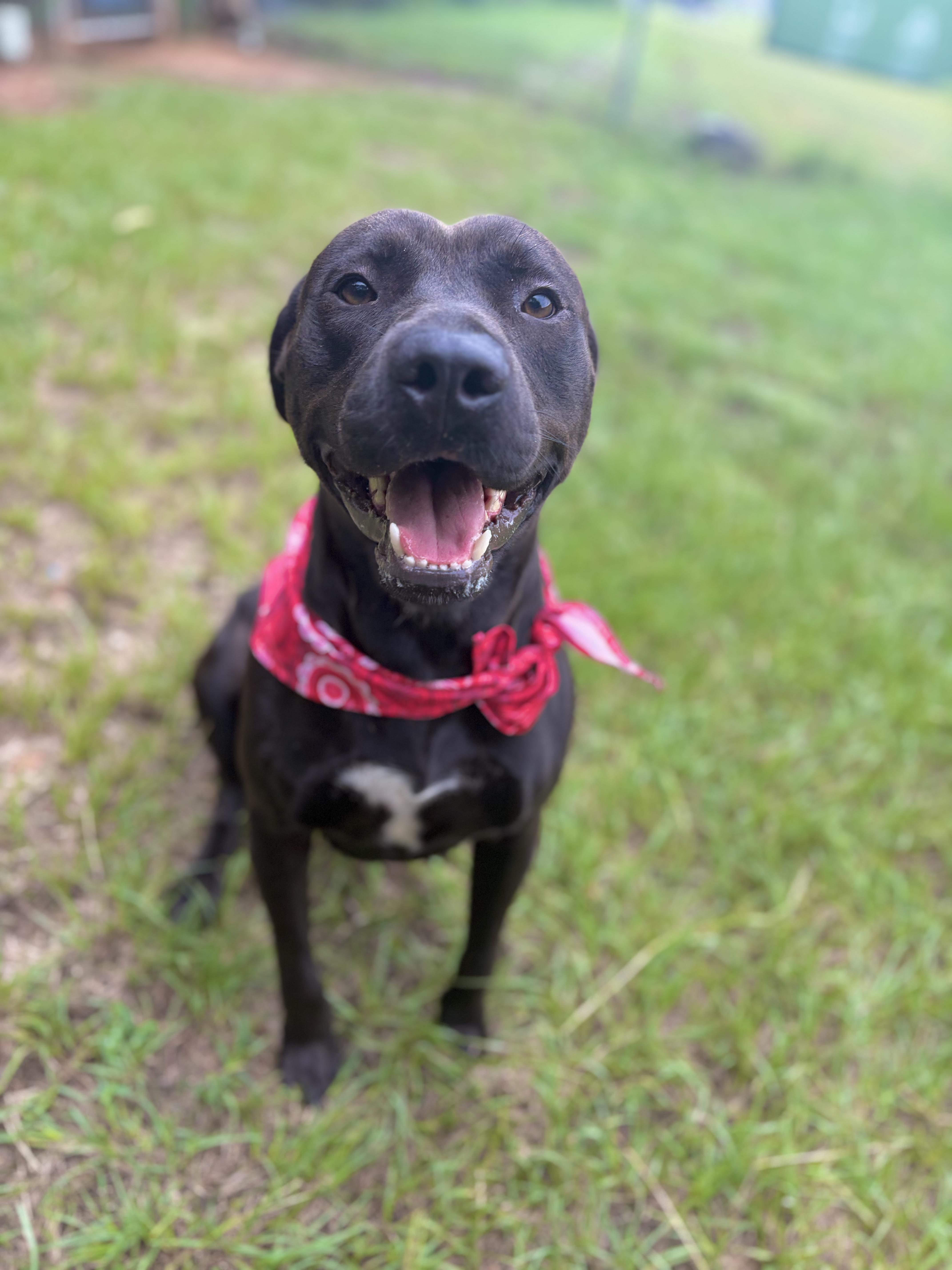 Diggie Smalls, ADOPTABLE, Adult Male Mixed Breed.