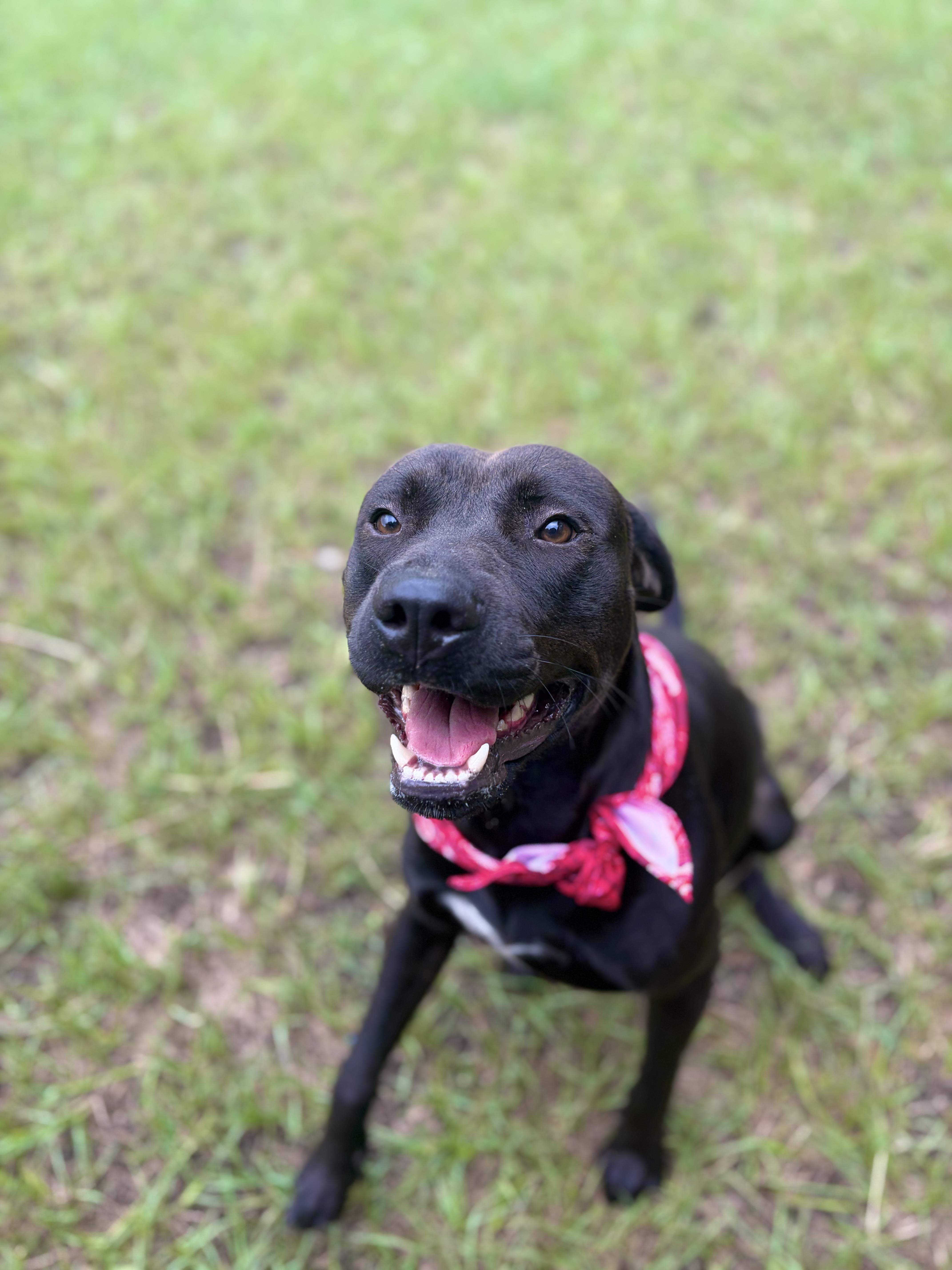 Enlarge Diggie Smalls, a ADOPTABLE Mixed Breed in Winnsboro, SC image 2/6