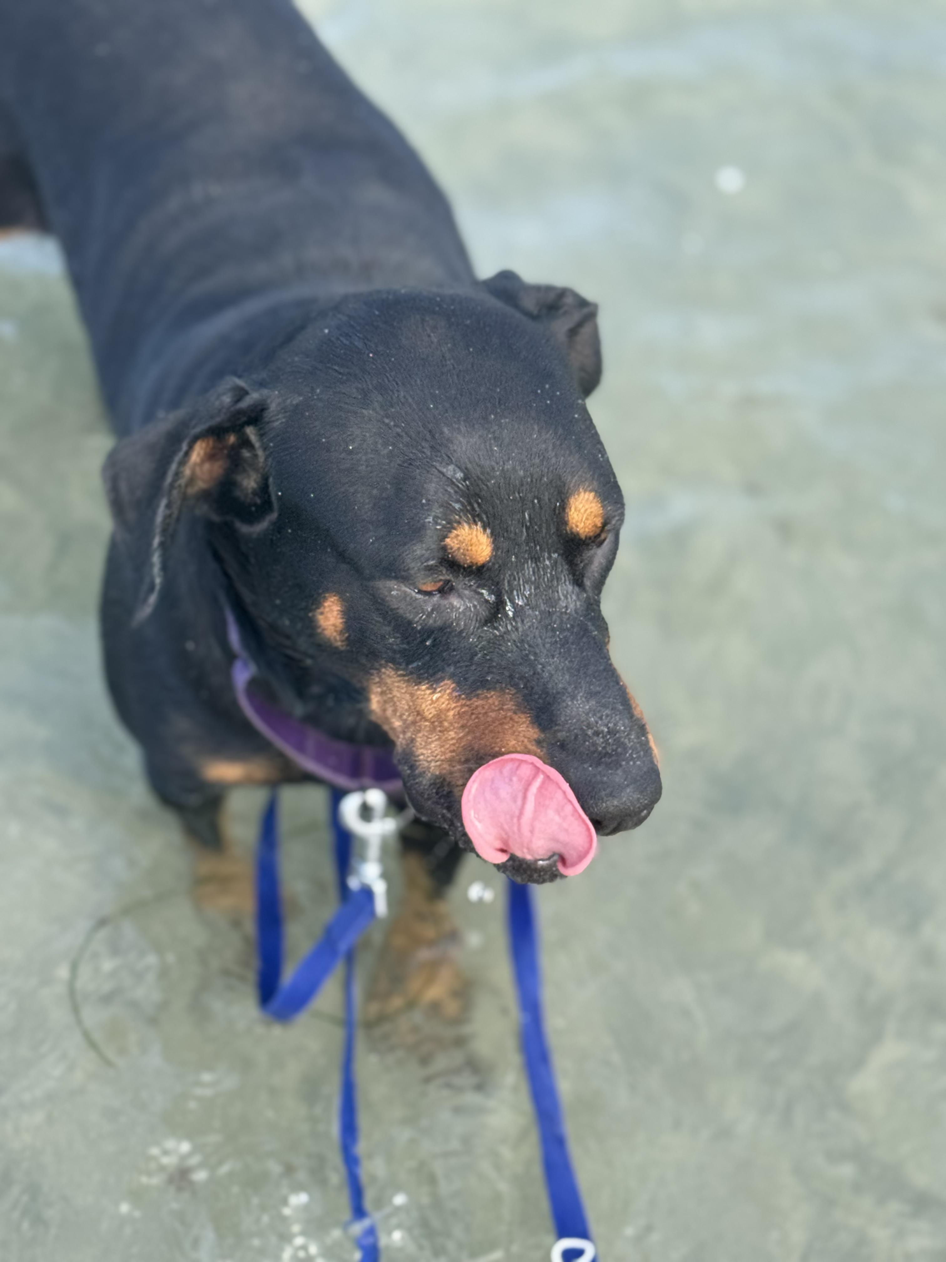 Enlarge Mimi, a Adoptable Rottweiler in Ramona, CA image 1/2