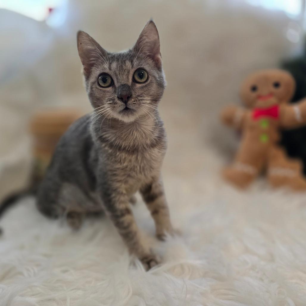 Maomao*, Adoptable, Kitten Female Domestic Short Hair.