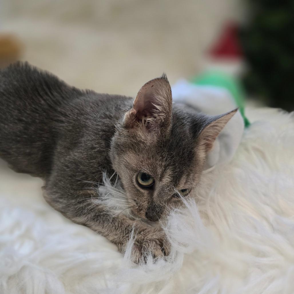 Enlarge Maomao*, a Adoptable Domestic Short Hair in Escondido, CA image 2/6