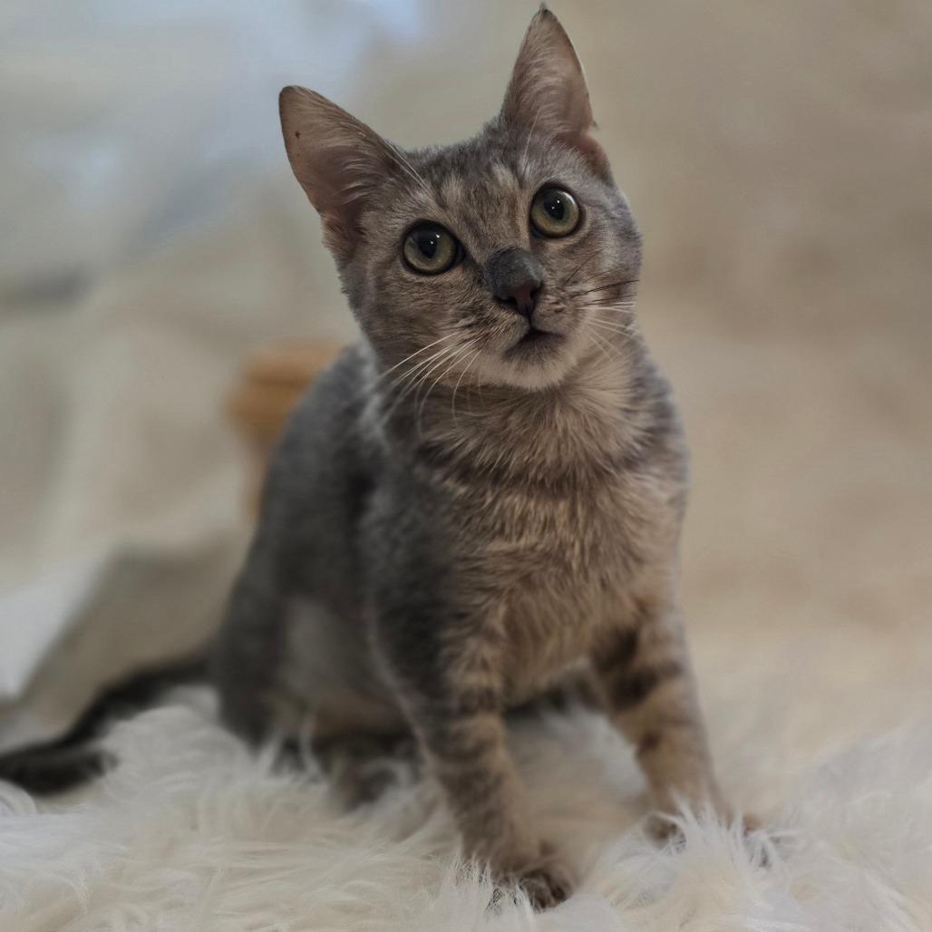 Maomao*, a Adoptable Domestic Short Hair in Escondido, CA image 2/6