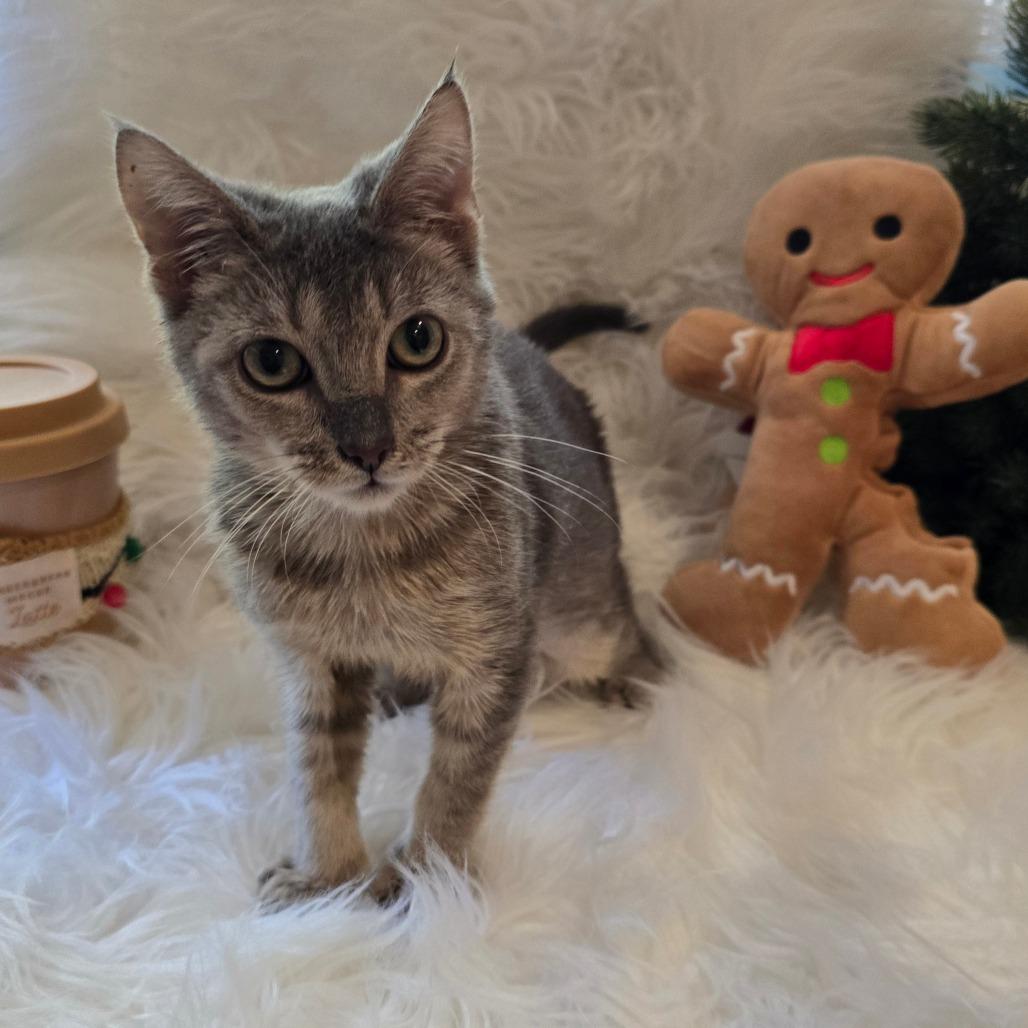 Maomao*, a Adoptable Domestic Short Hair in Escondido, CA image 3/6