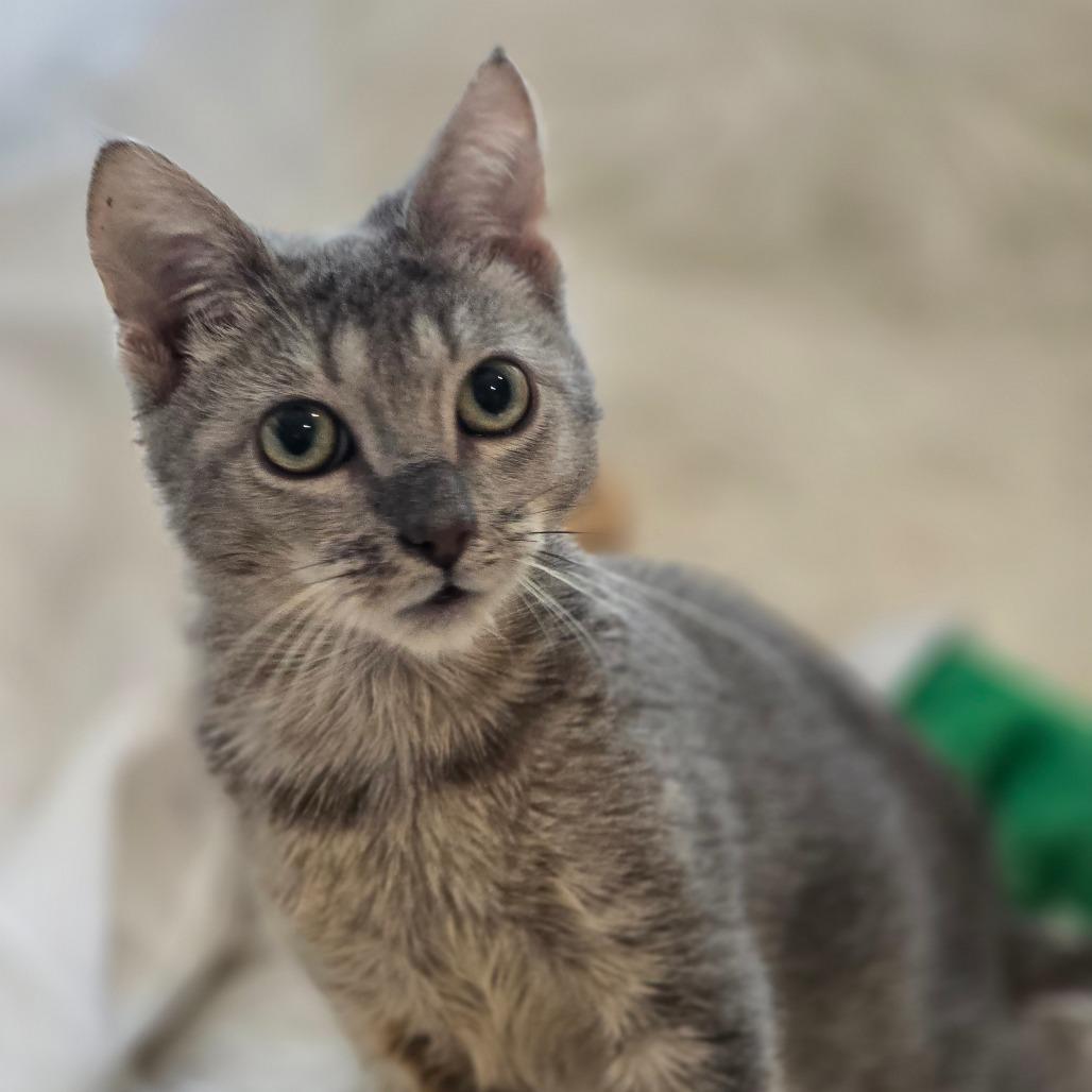 Enlarge Maomao*, a Adoptable Domestic Short Hair in Escondido, CA image 4/6