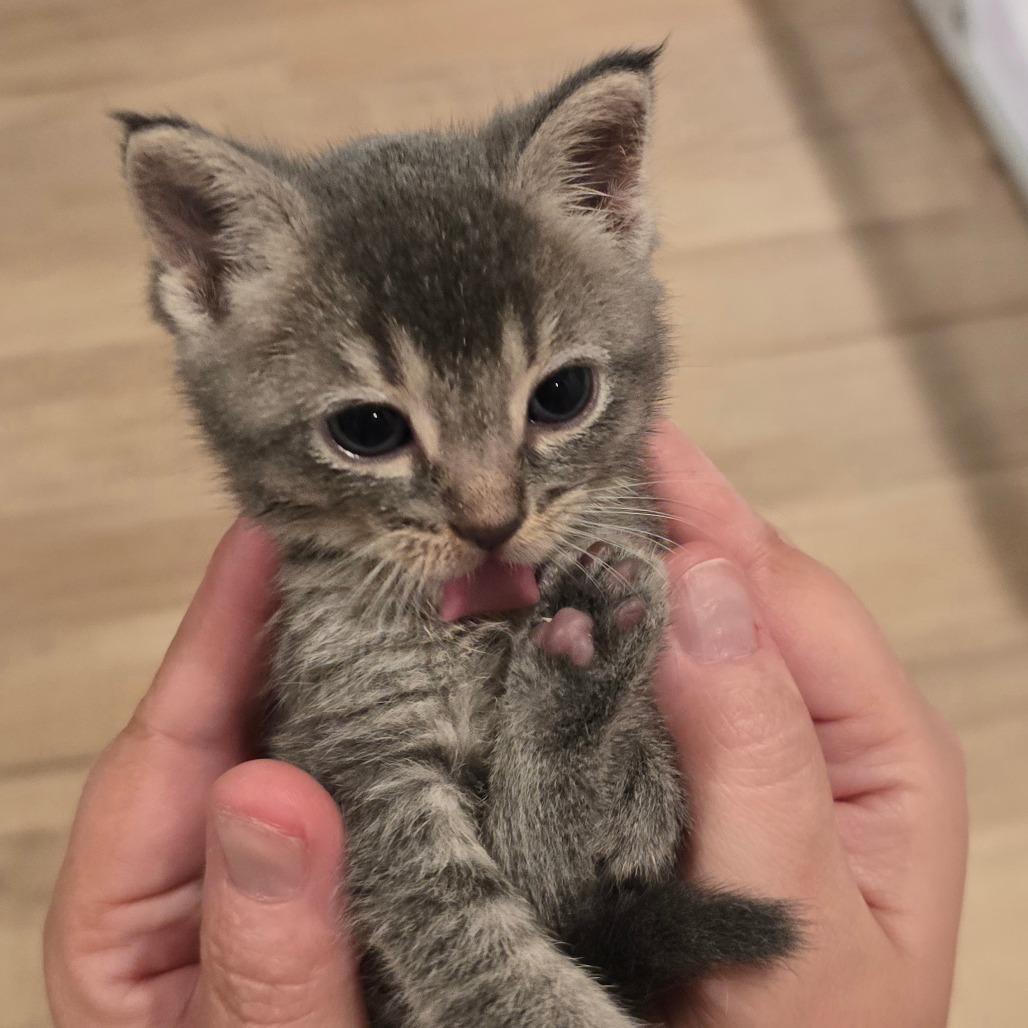 Enlarge Maomao*, a Adoptable Domestic Short Hair in Escondido, CA image 5/6