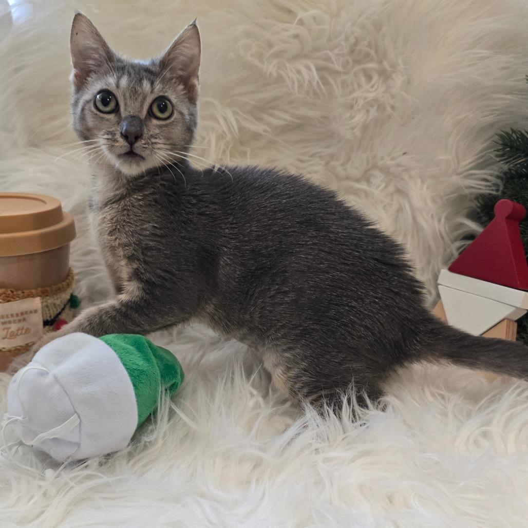 Maomao*, a Adoptable Domestic Short Hair in Escondido, CA image 4/6