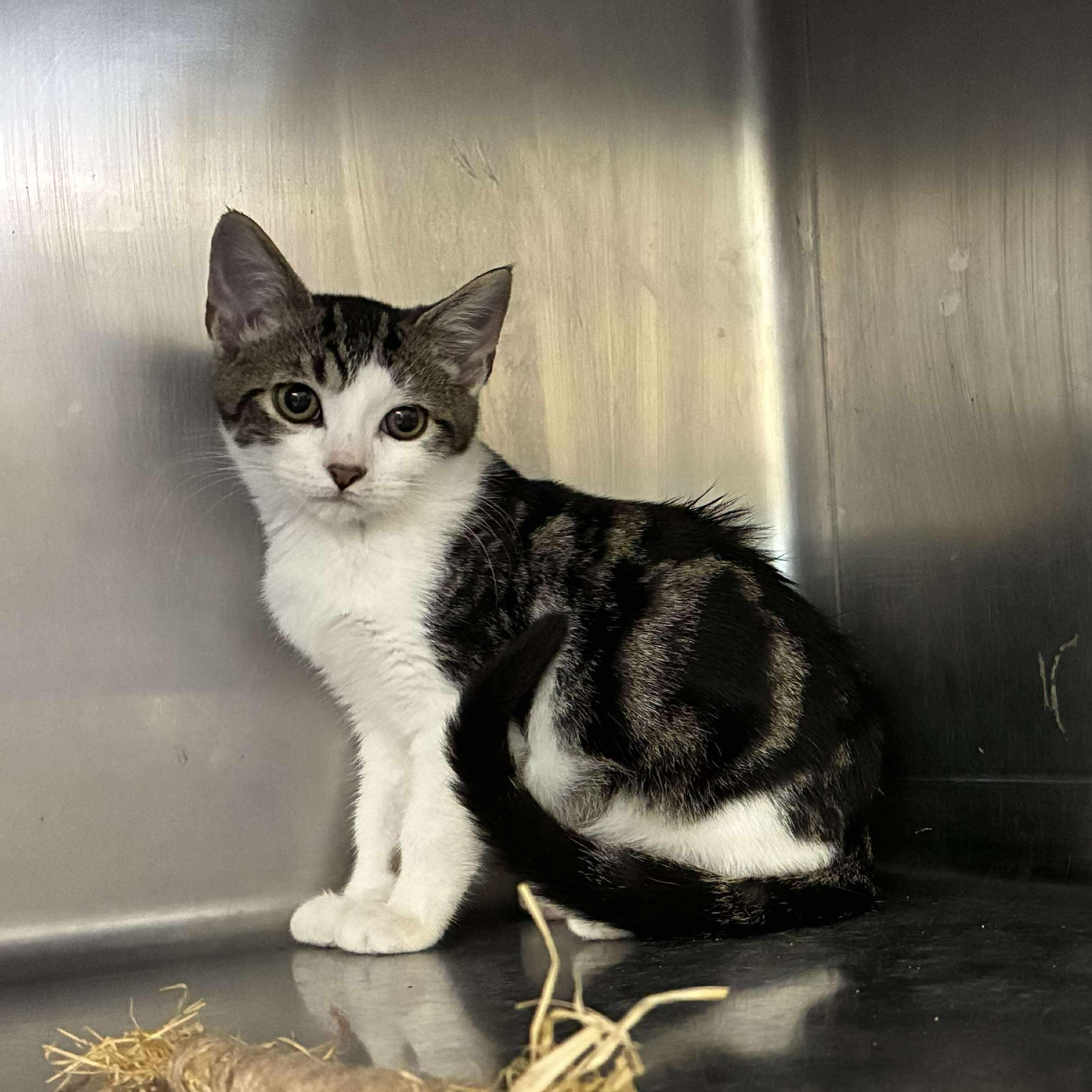 Joe, a Adoptable mixed breed in Petersburg, IL image 3/3