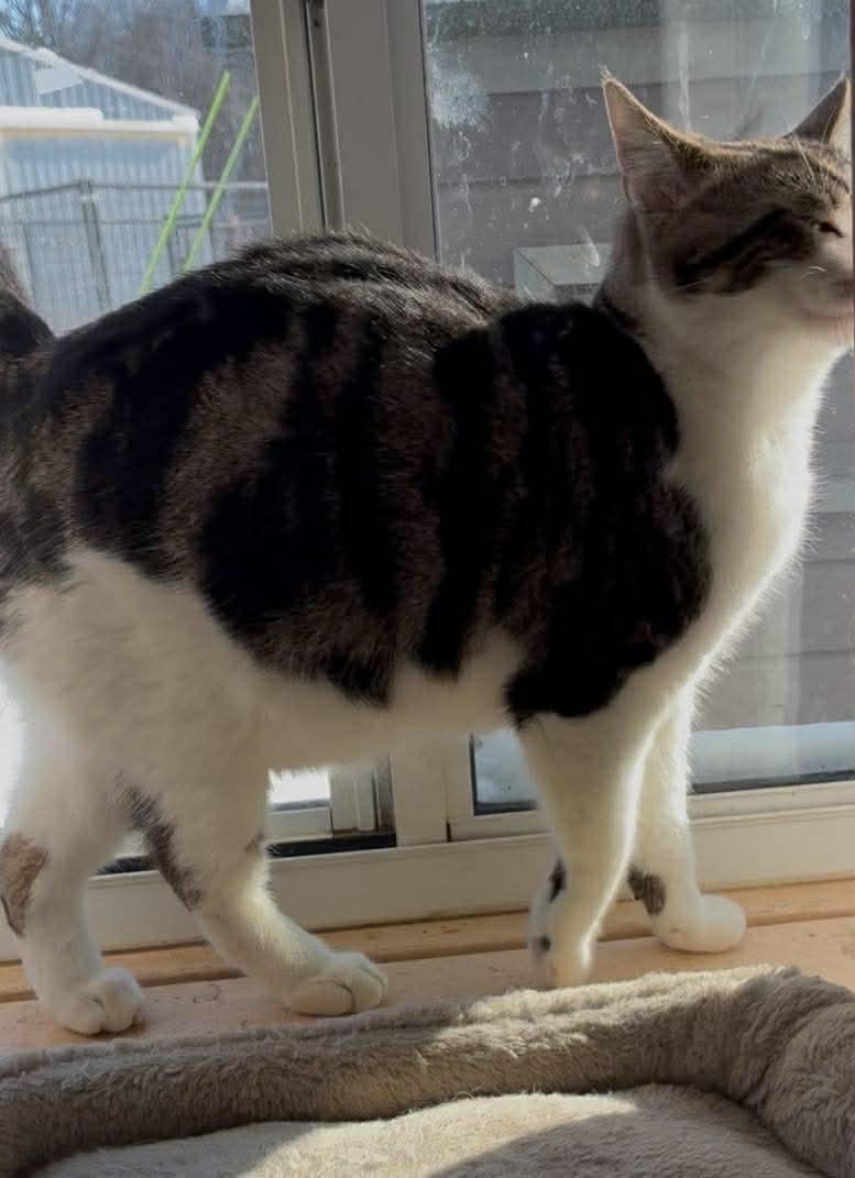 Enlarge Joe, a Adoptable mixed breed in Petersburg, IL image 3/5