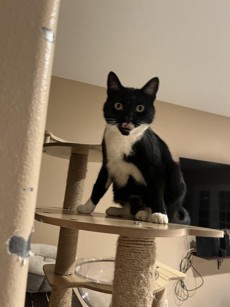 Enlarge Binx, a Adoptable Domestic Short Hair in Lancaster, CA image 2/6