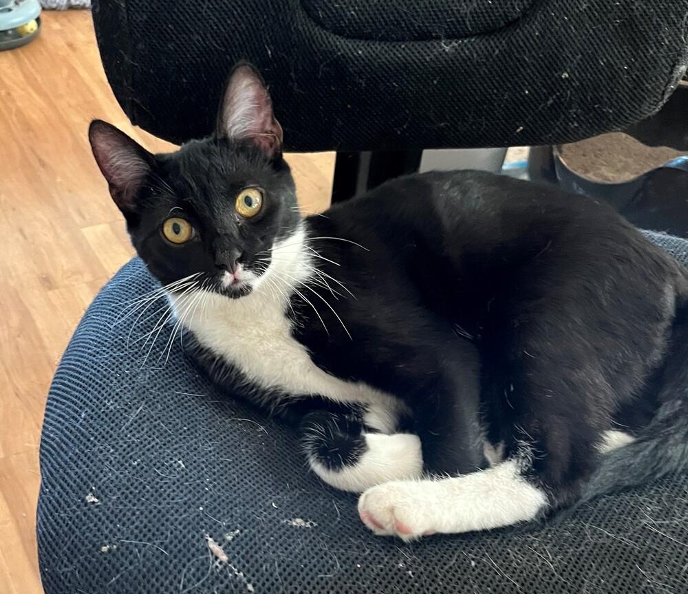 Enlarge Binx, a Adoptable Domestic Short Hair in Lancaster, CA image 3/6