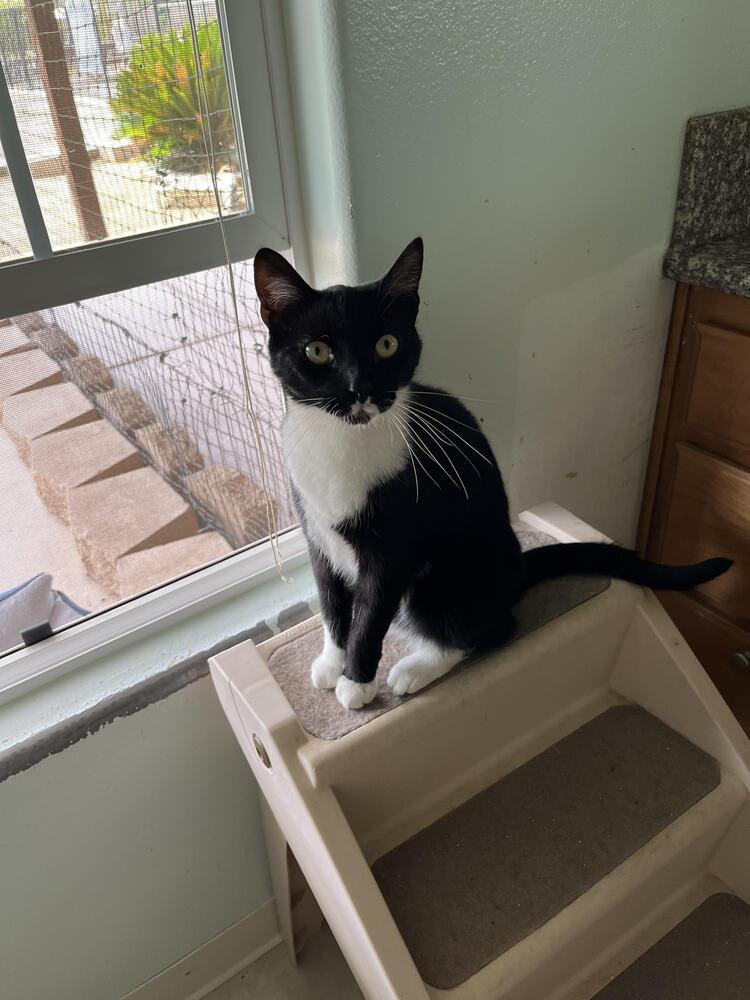 Enlarge Binx, a Adoptable Domestic Short Hair in Lancaster, CA image 4/6