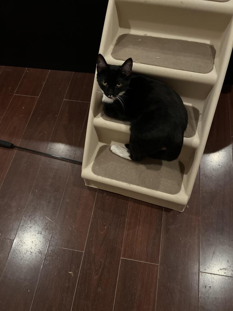 Enlarge Binx, a Adoptable Domestic Short Hair in Lancaster, CA image 6/6