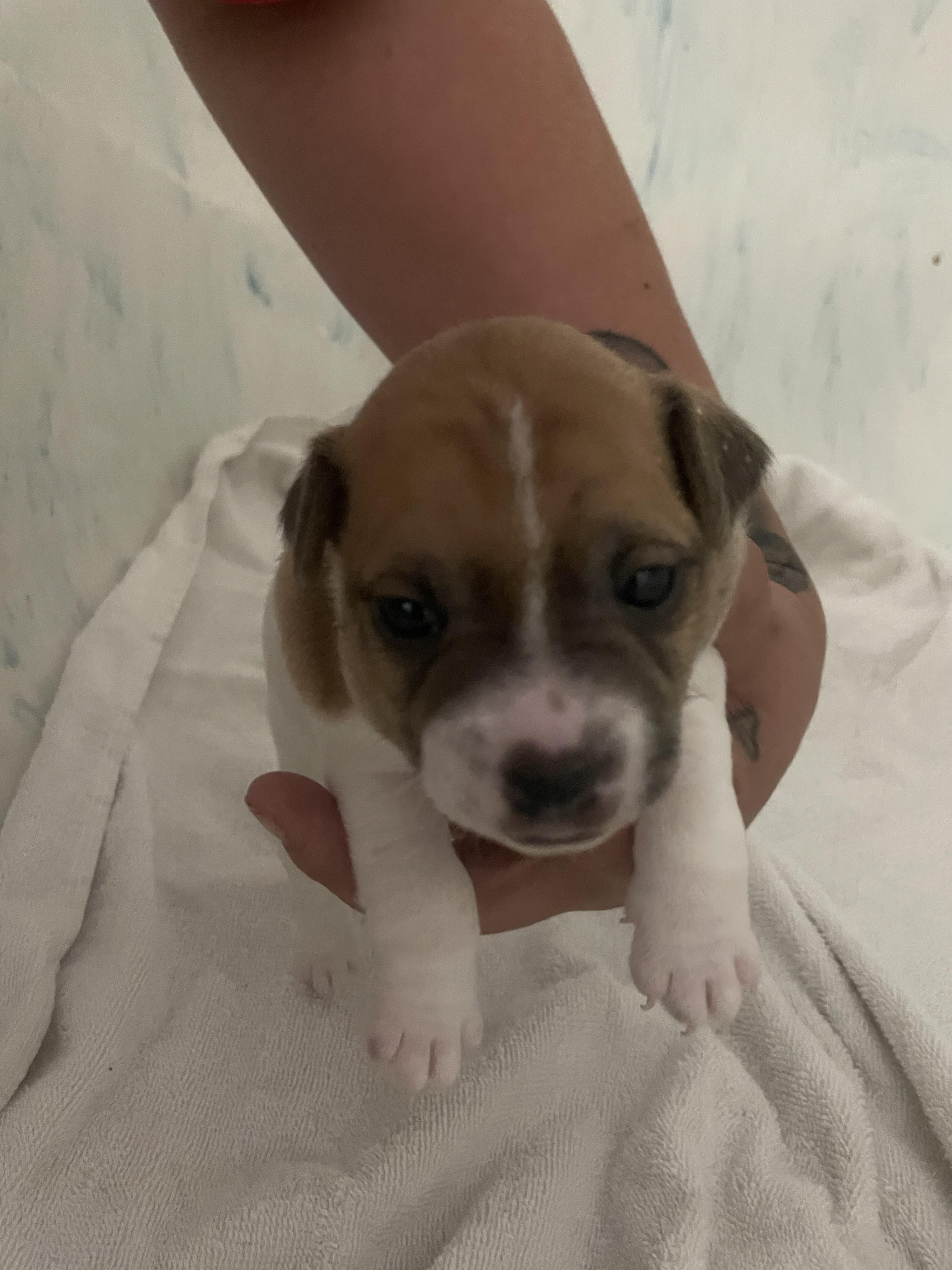 Enlarge Cesar, an adopted mixed breed in Ocala, FL image 2/2