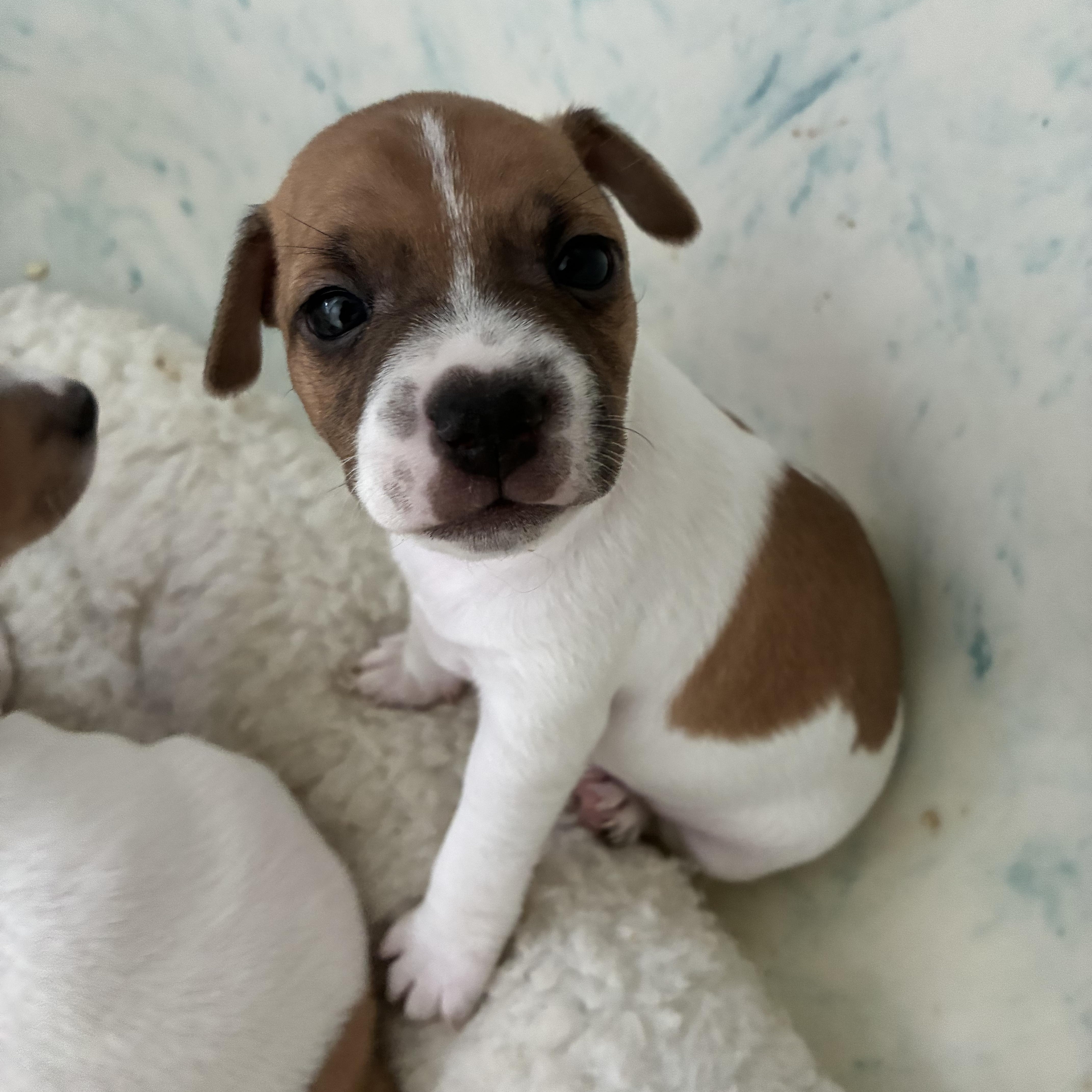 Cesar, adopted, Puppy Male Jack Russell Terrier.