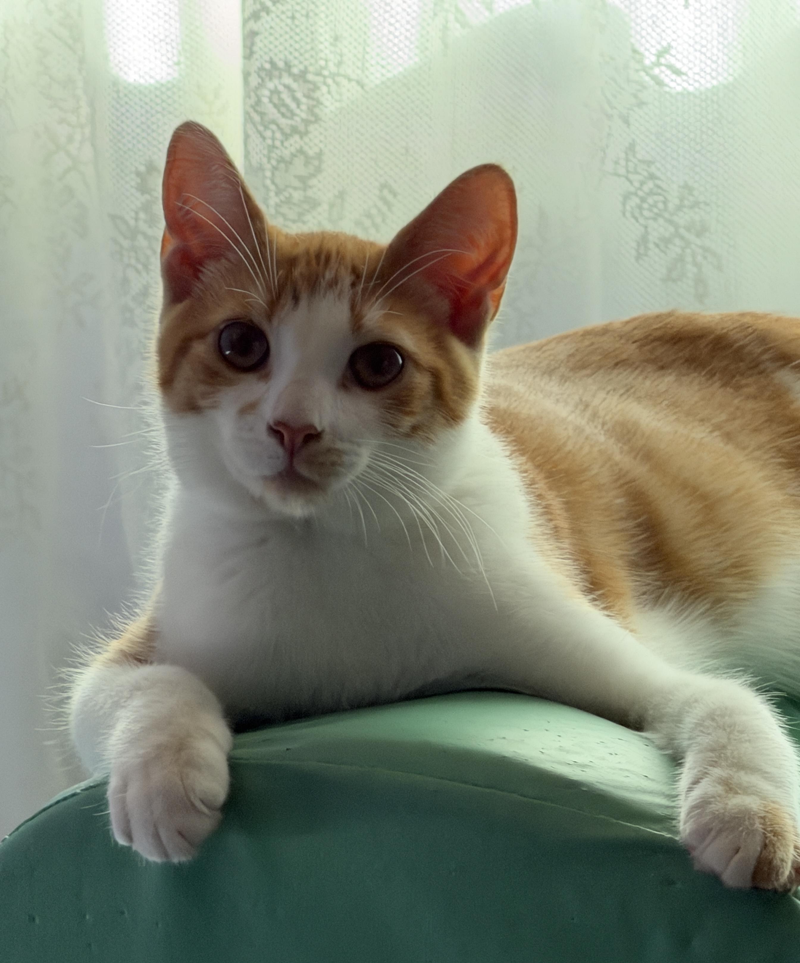 Pancake, a Adoptable mixed breed in Federal Way, WA image 1/6