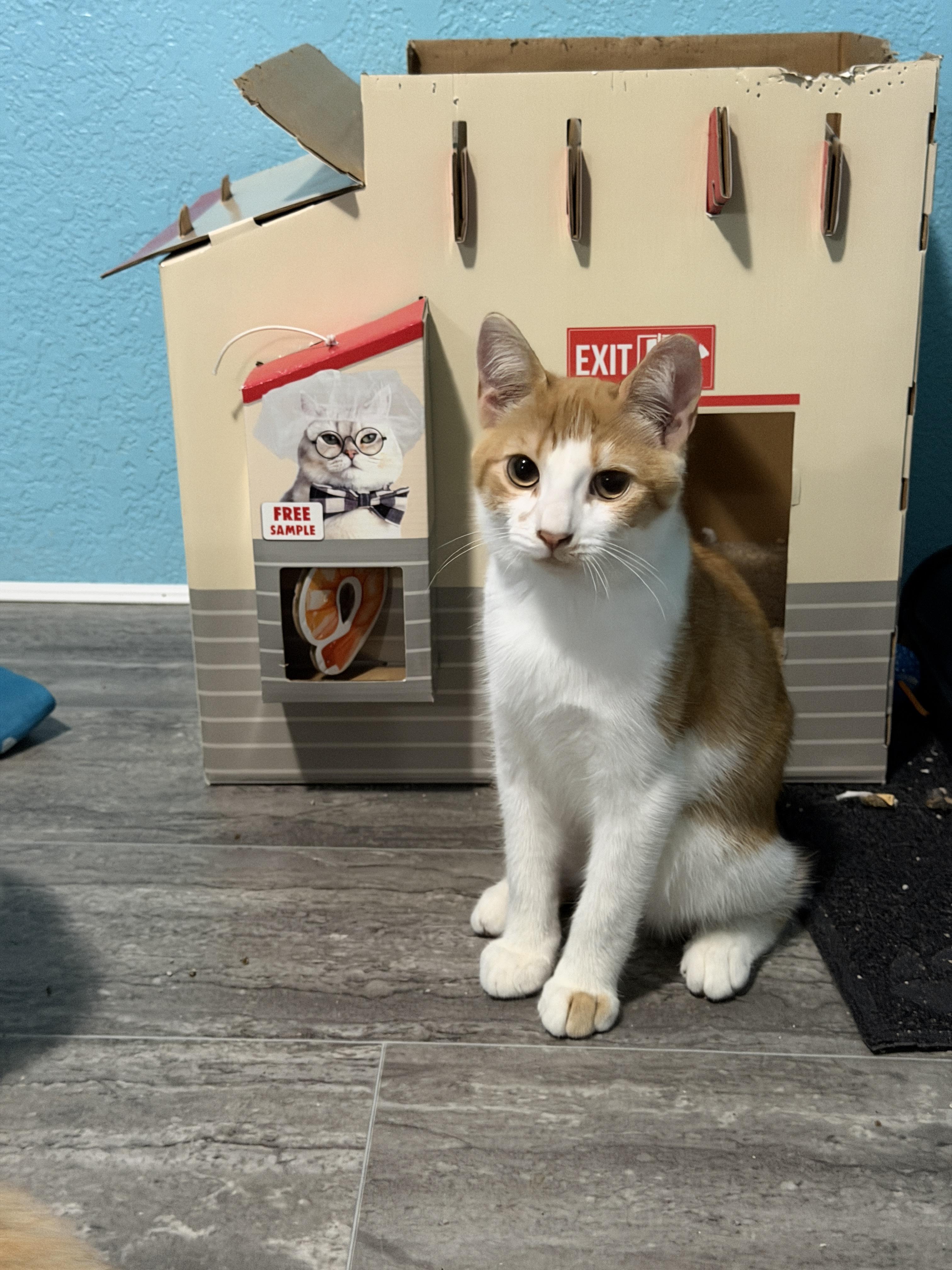 Pancake, a Adoptable mixed breed in Federal Way, WA image 3/6